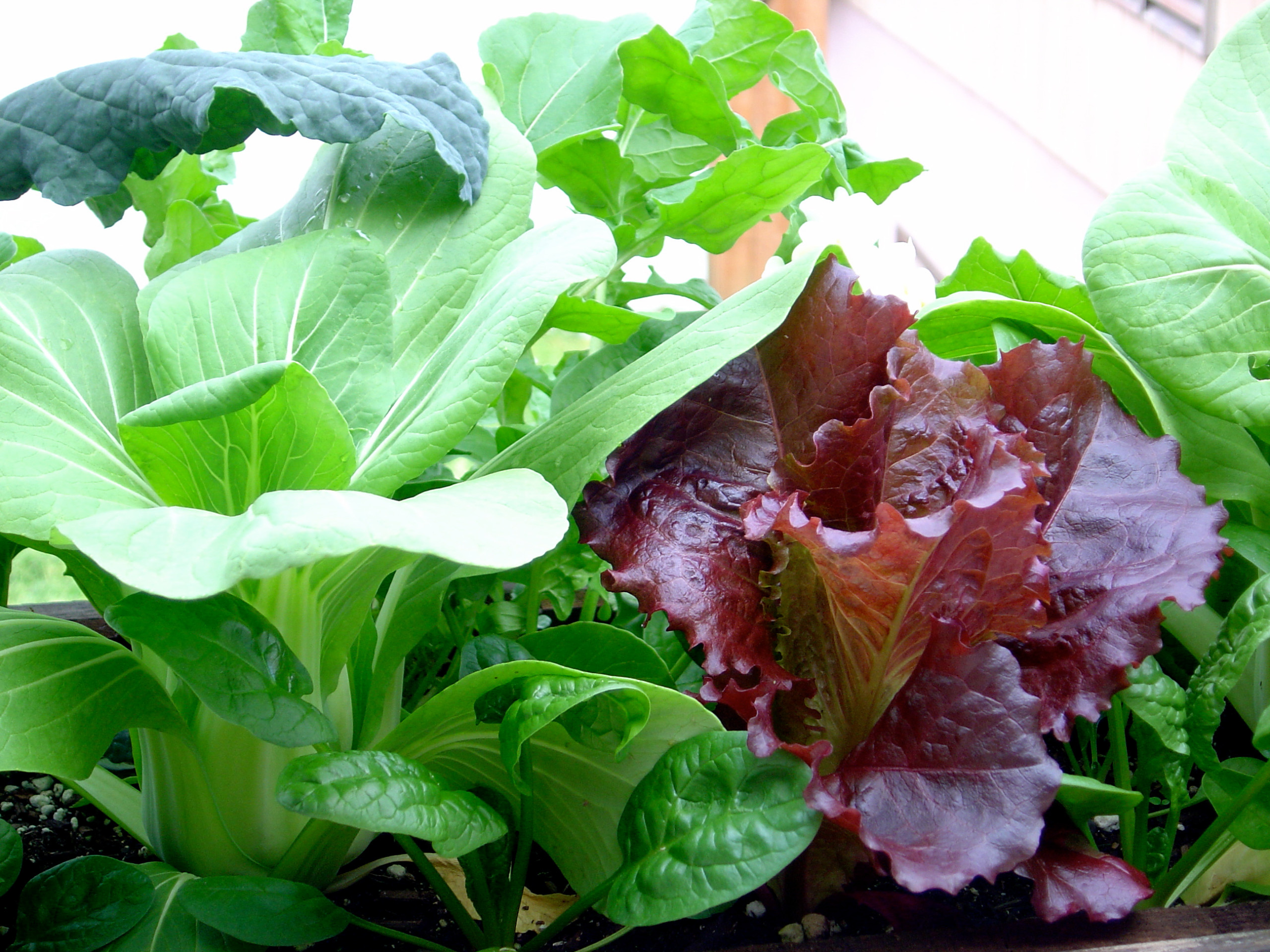 Хороший вопрос: Какую зелень можно вырастить на подоконнике зимой