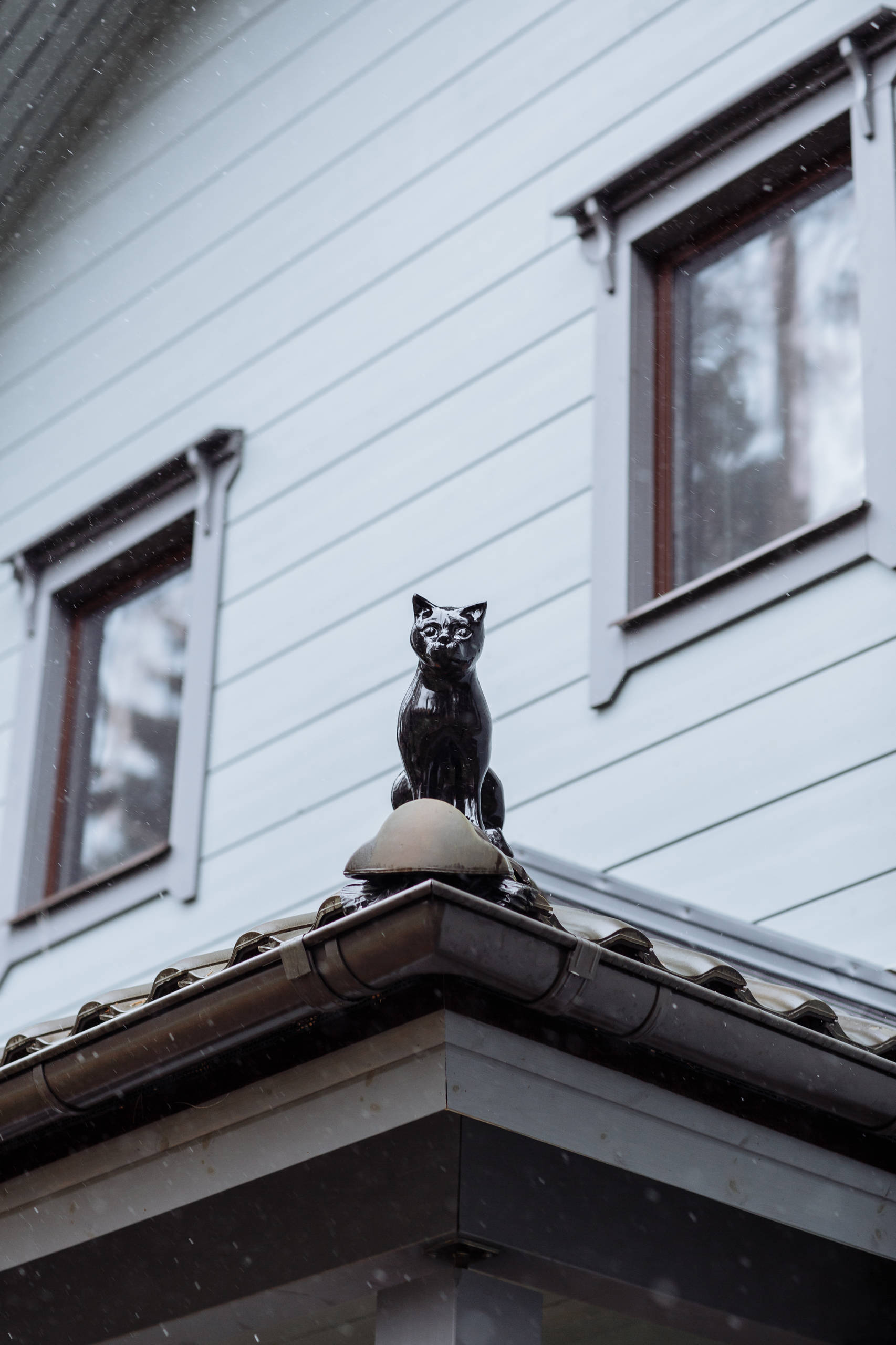 Задача дизайнеру: 8 неожиданных запросов от хозяев животных