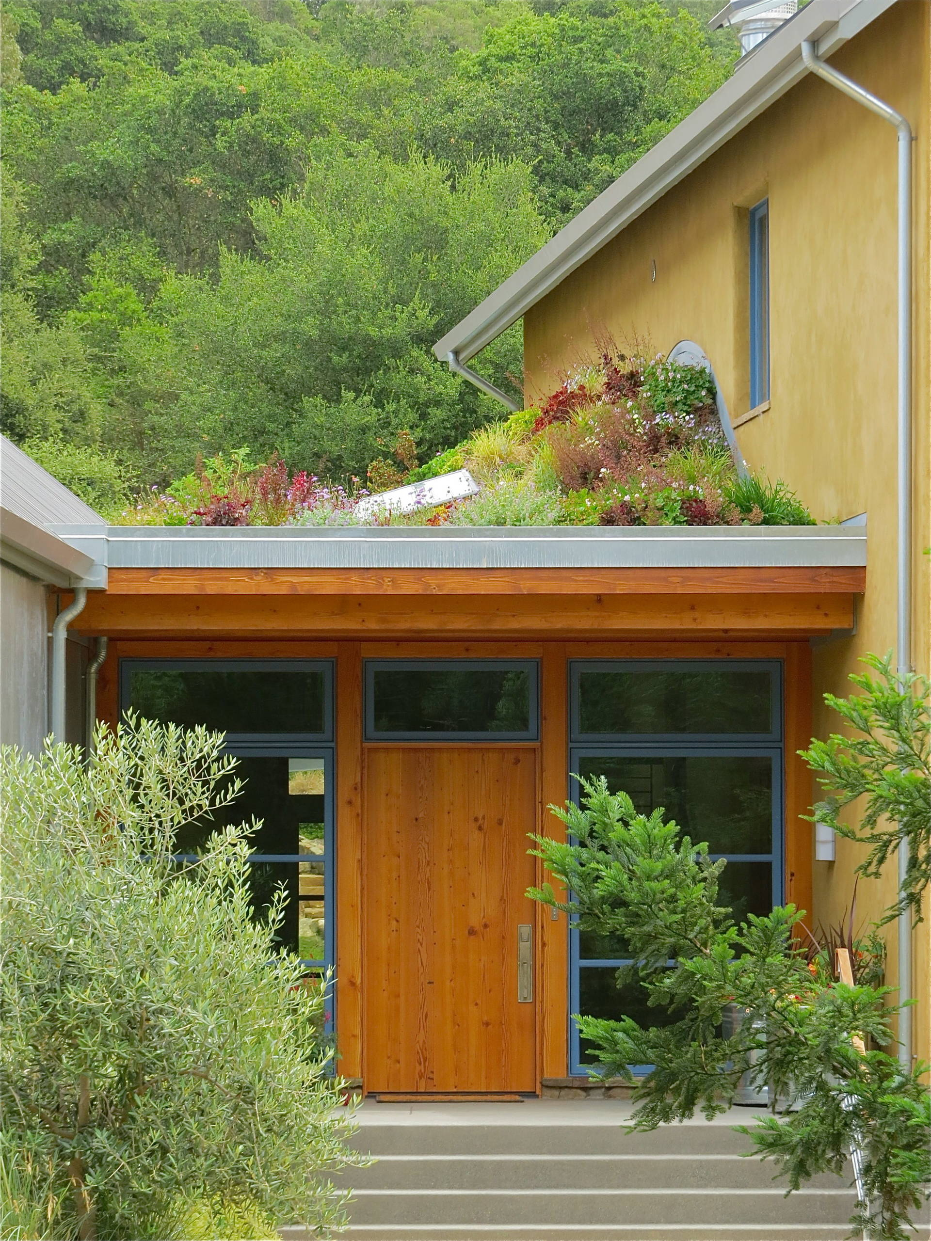 Сад на крыше: Как правильно выбрать растения