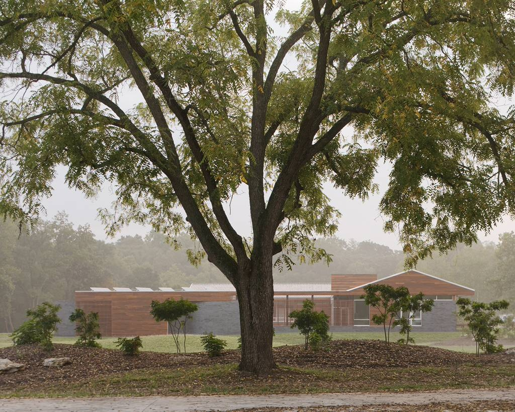 Родовое дерево: Как вырастить дуб из желудя, а сосну из семечка