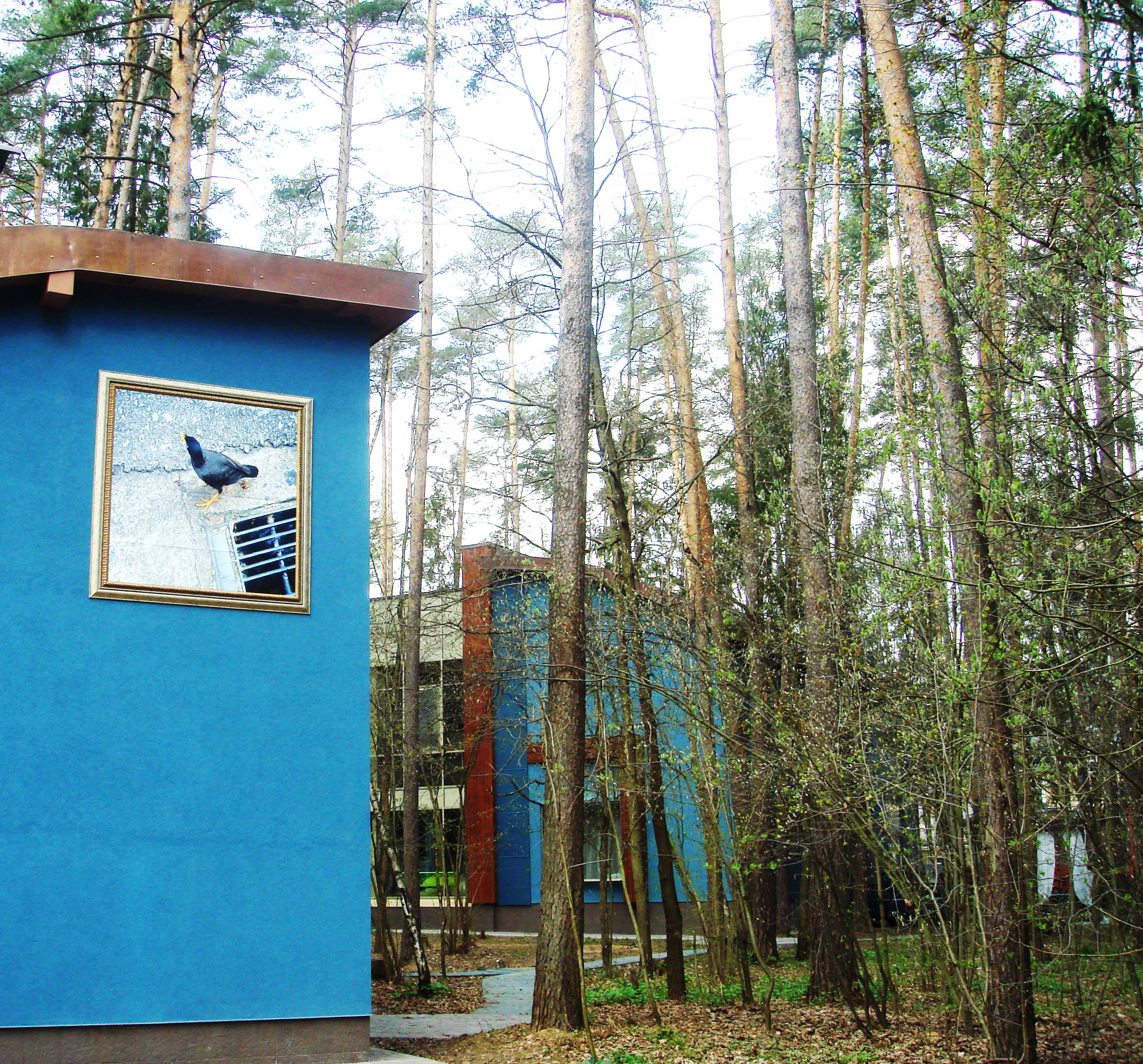 Личный опыт: Как я рубил гигантское дерево на участке