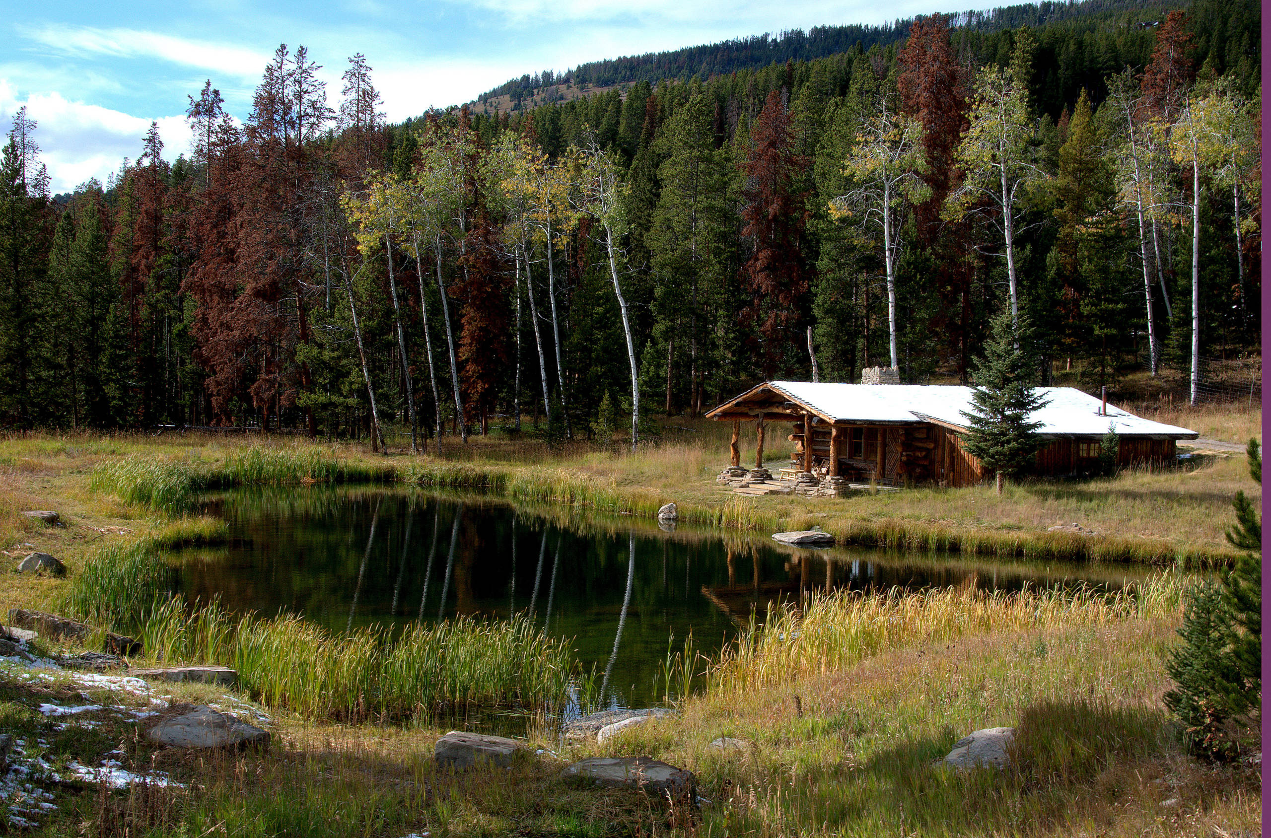Личный опыт: Как я рубил гигантское дерево на участке