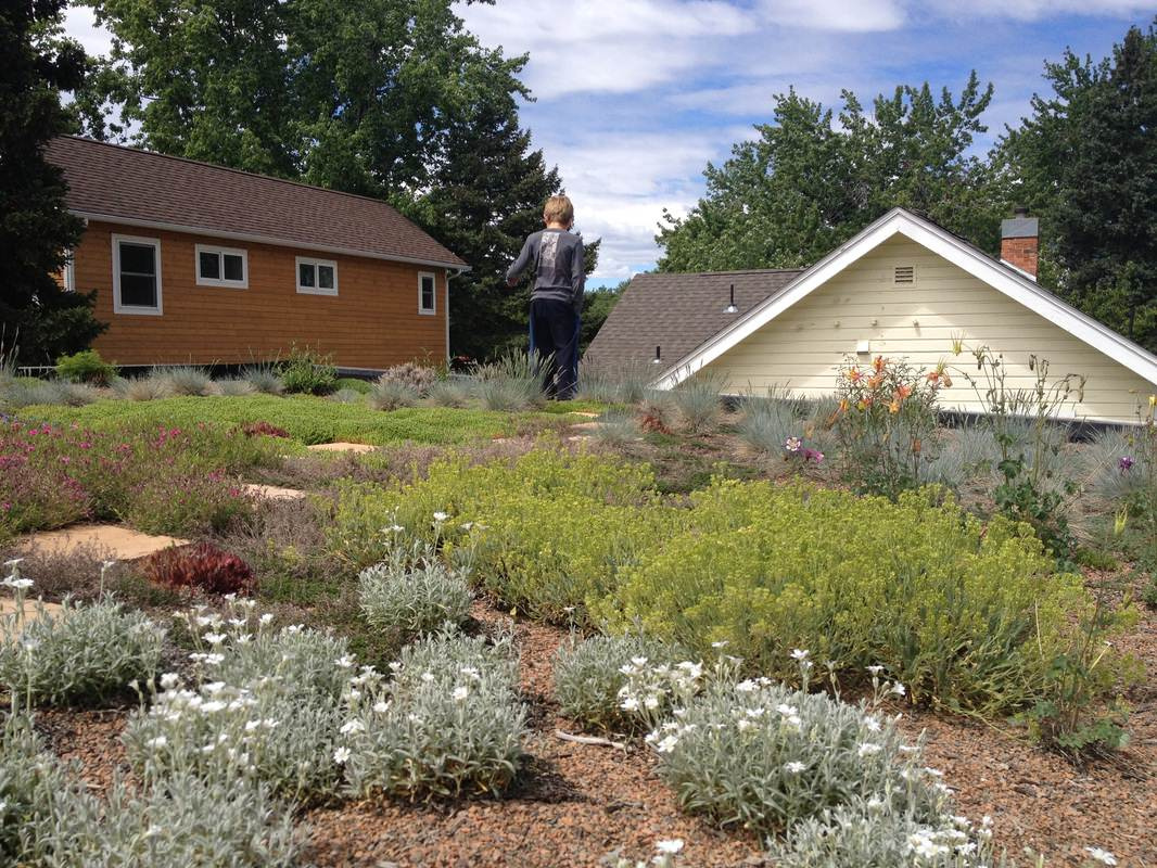 Сад на крыше: Как правильно выбрать растения