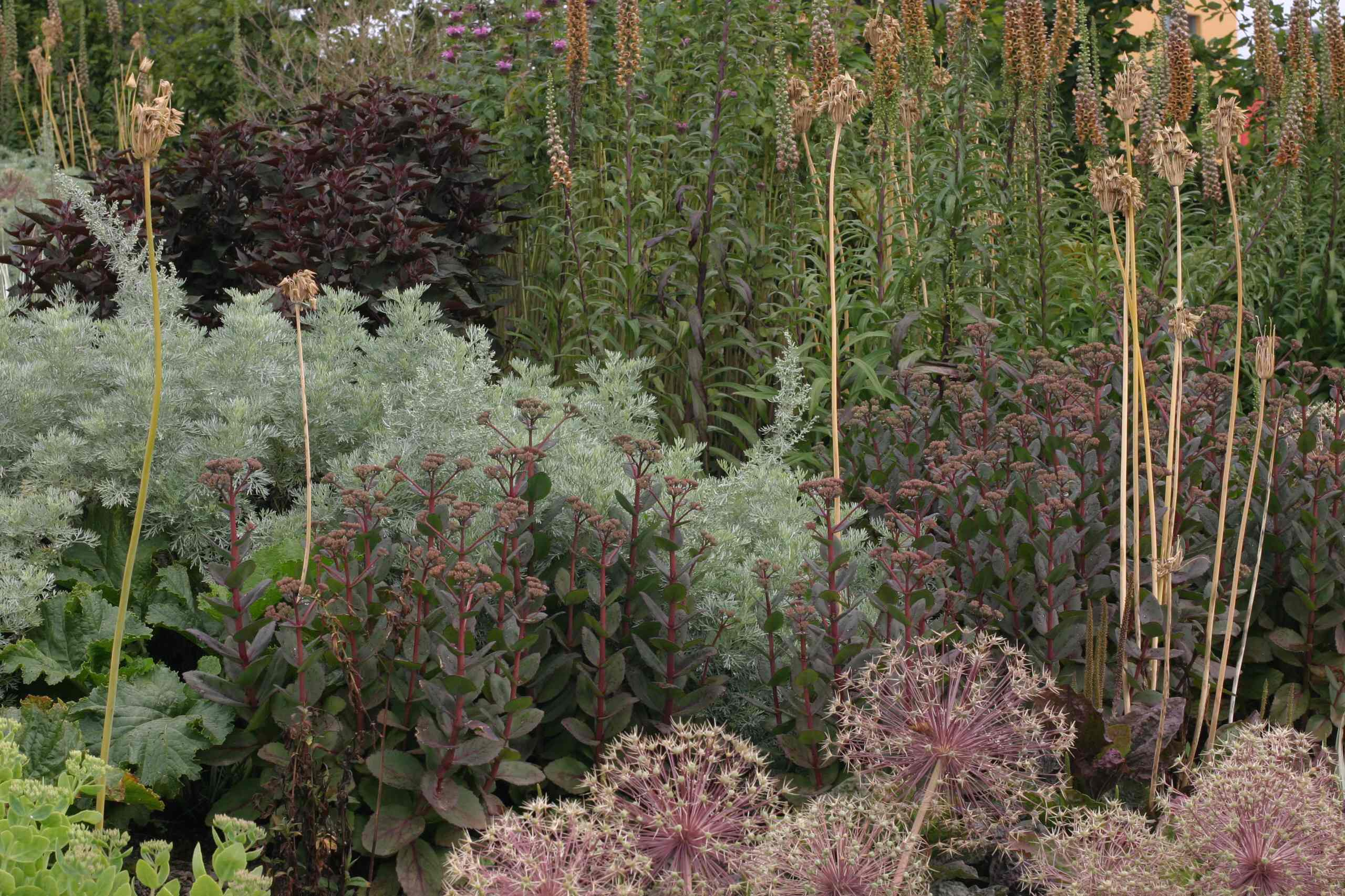 Как правильно: Посадочный материал для сада «новой волны»