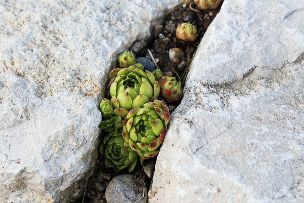 Зачем вам: Растения, которые можно вытаптывать