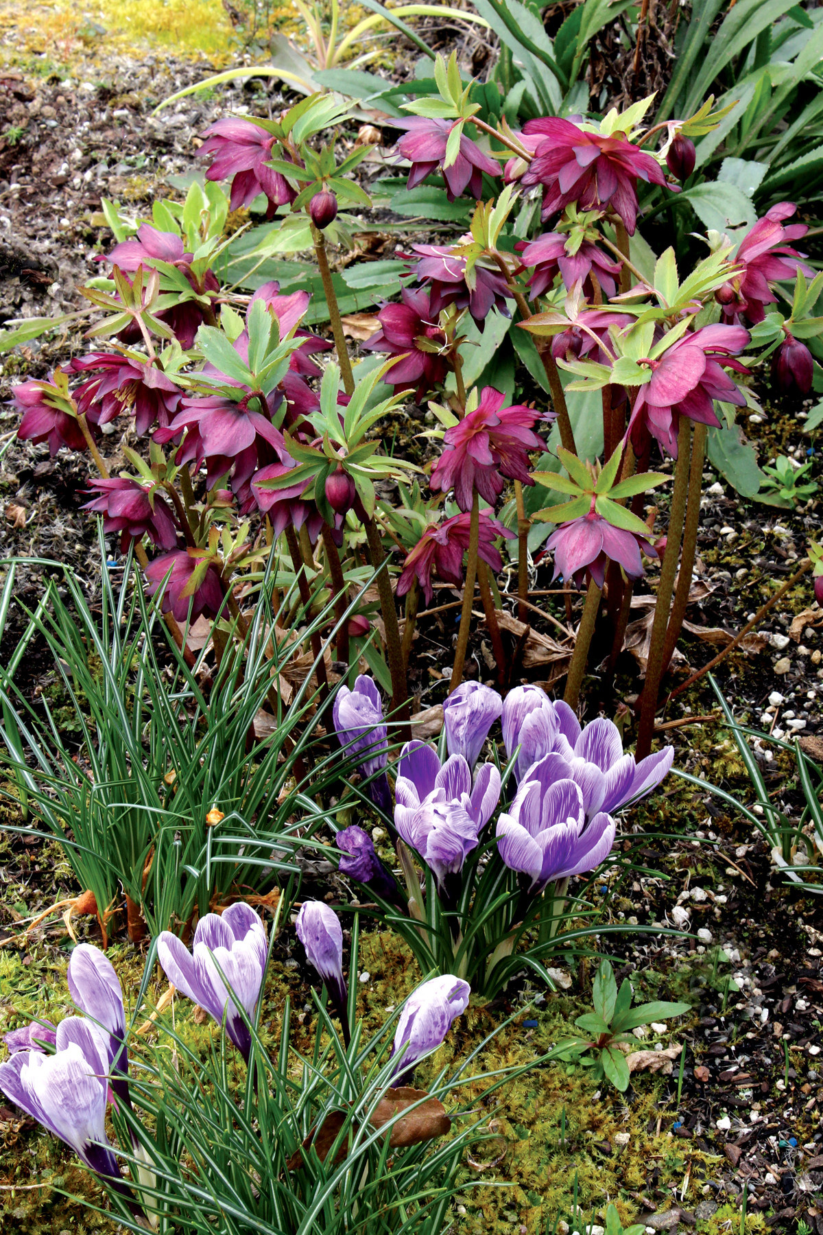 В закладки: Топ-10 цветущих растений для сада в тени