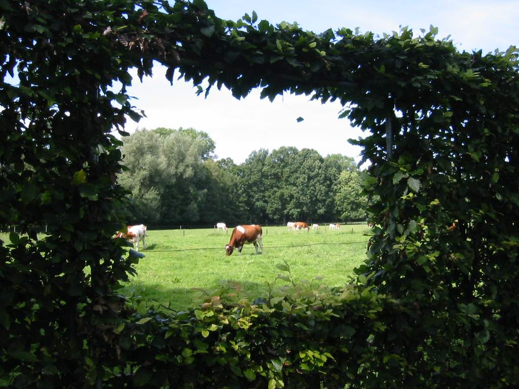 Управляй вниманием: Как показать сад во всей его красе