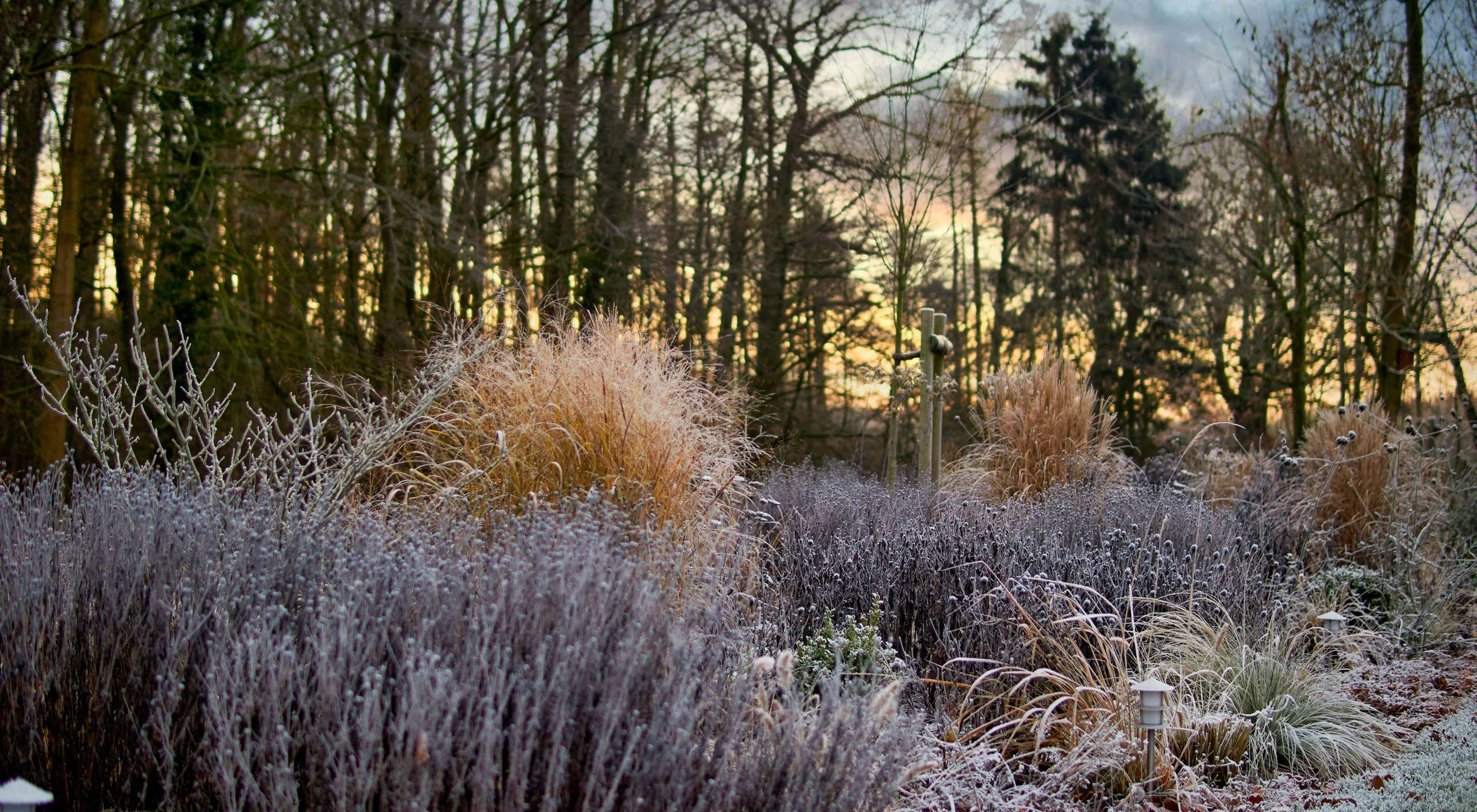 Просто фото: 20 садов в снегу