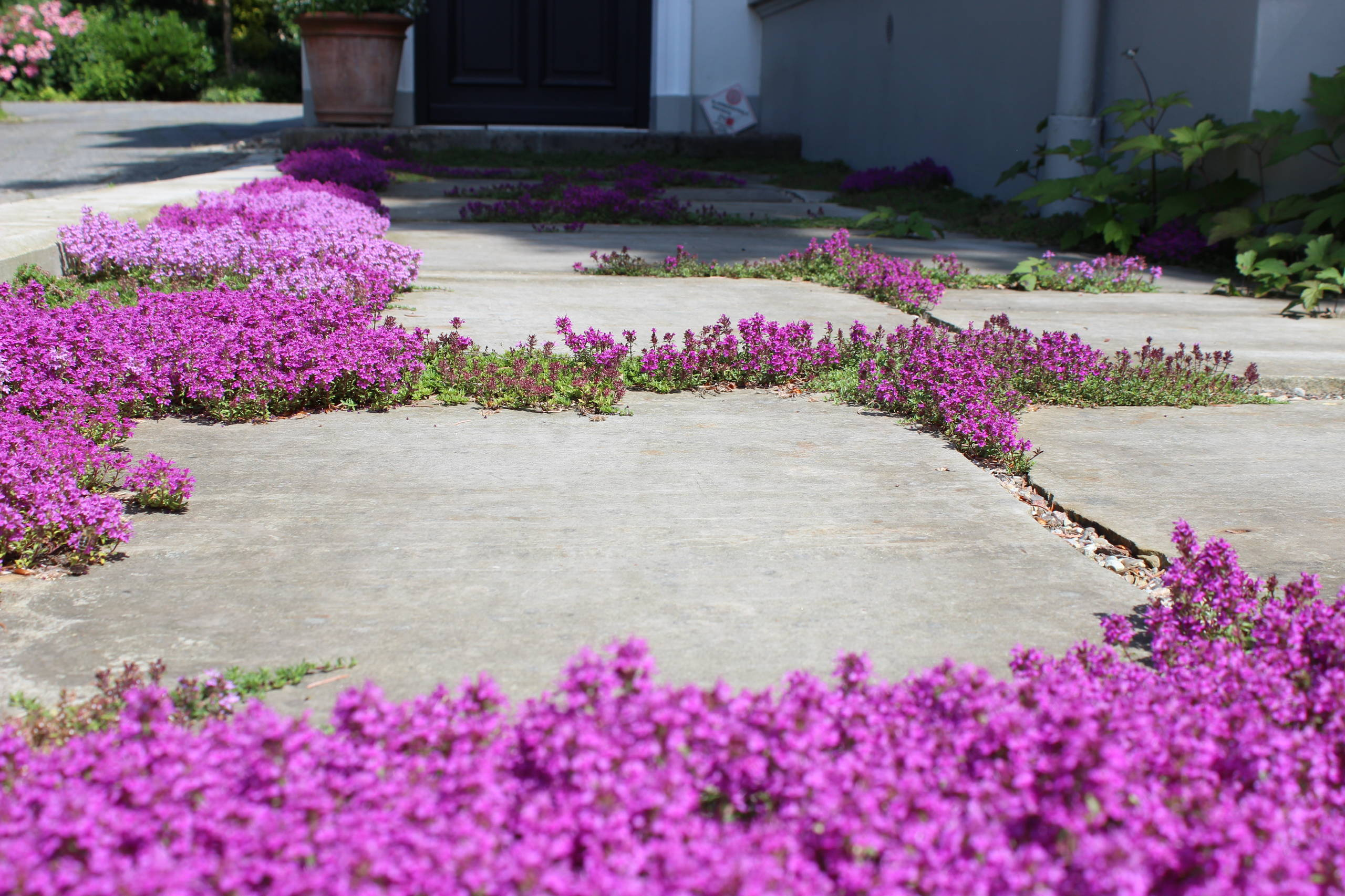 Зачем вам: Растения, которые можно вытаптывать