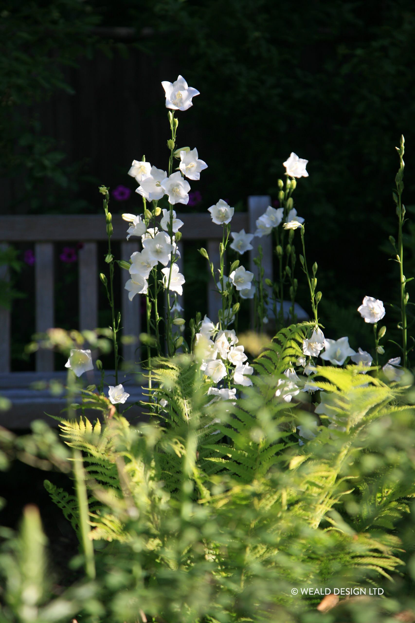В закладки: Топ-10 цветущих растений для сада в тени