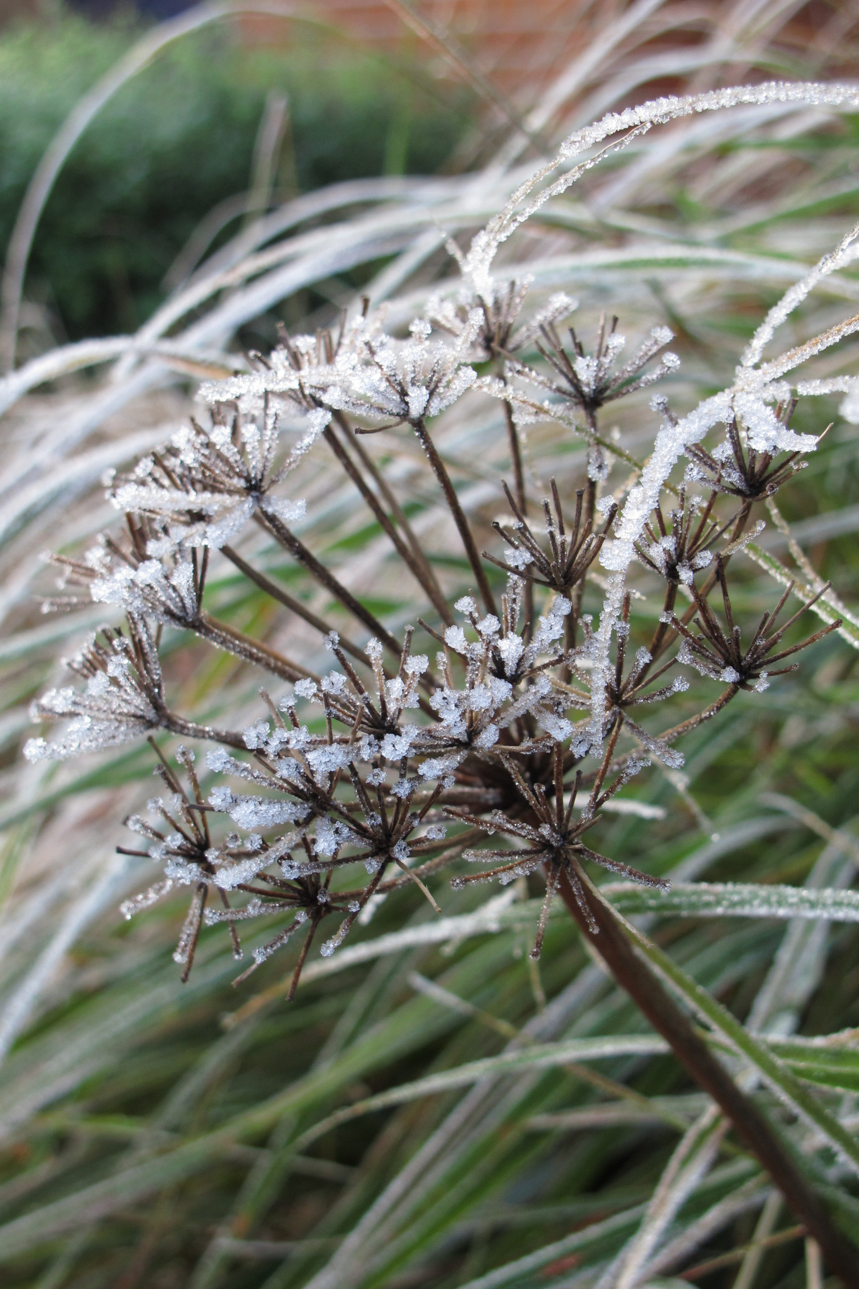 Тренд: Убирать миксбордеры по осени уже не модно