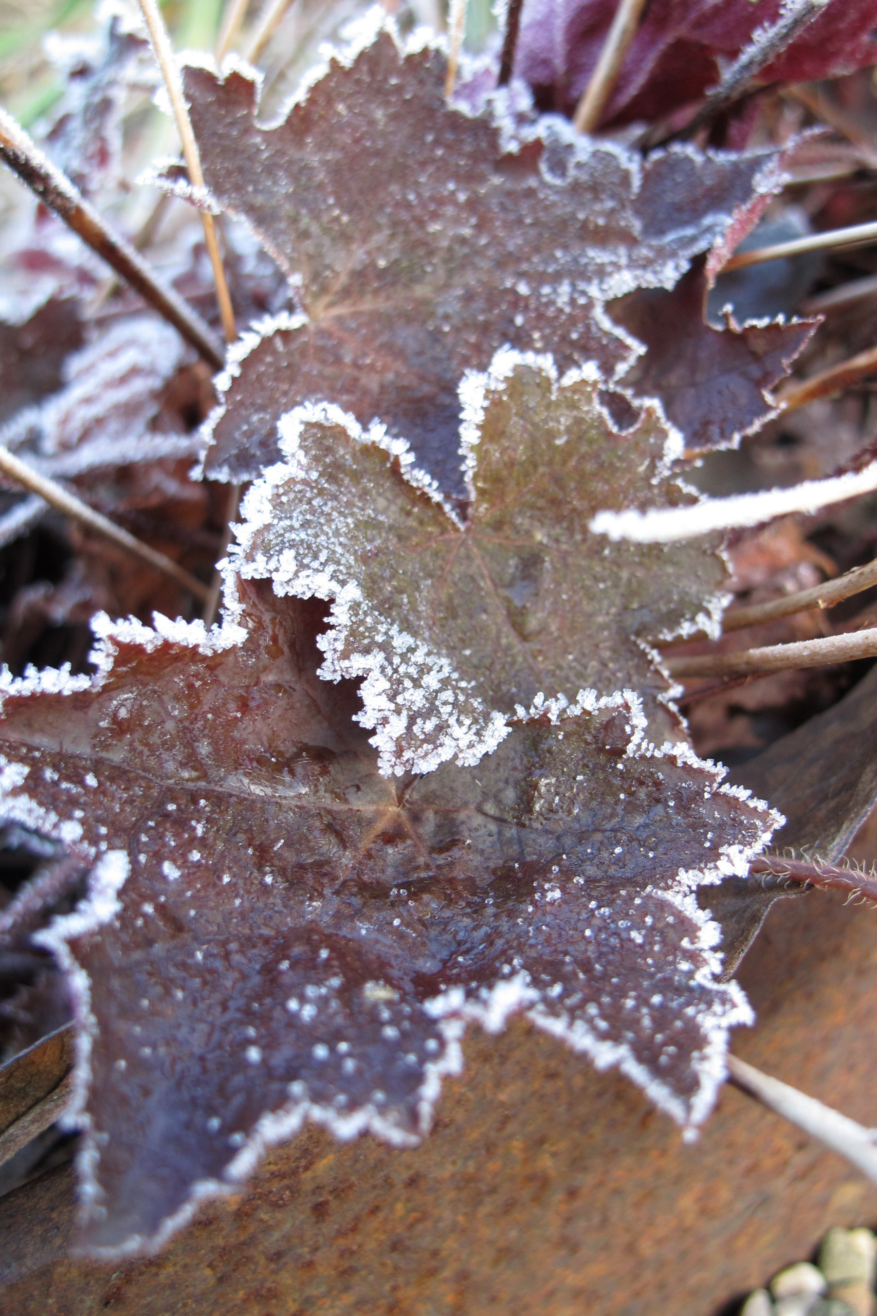 Тренд: Убирать миксбордеры по осени уже не модно