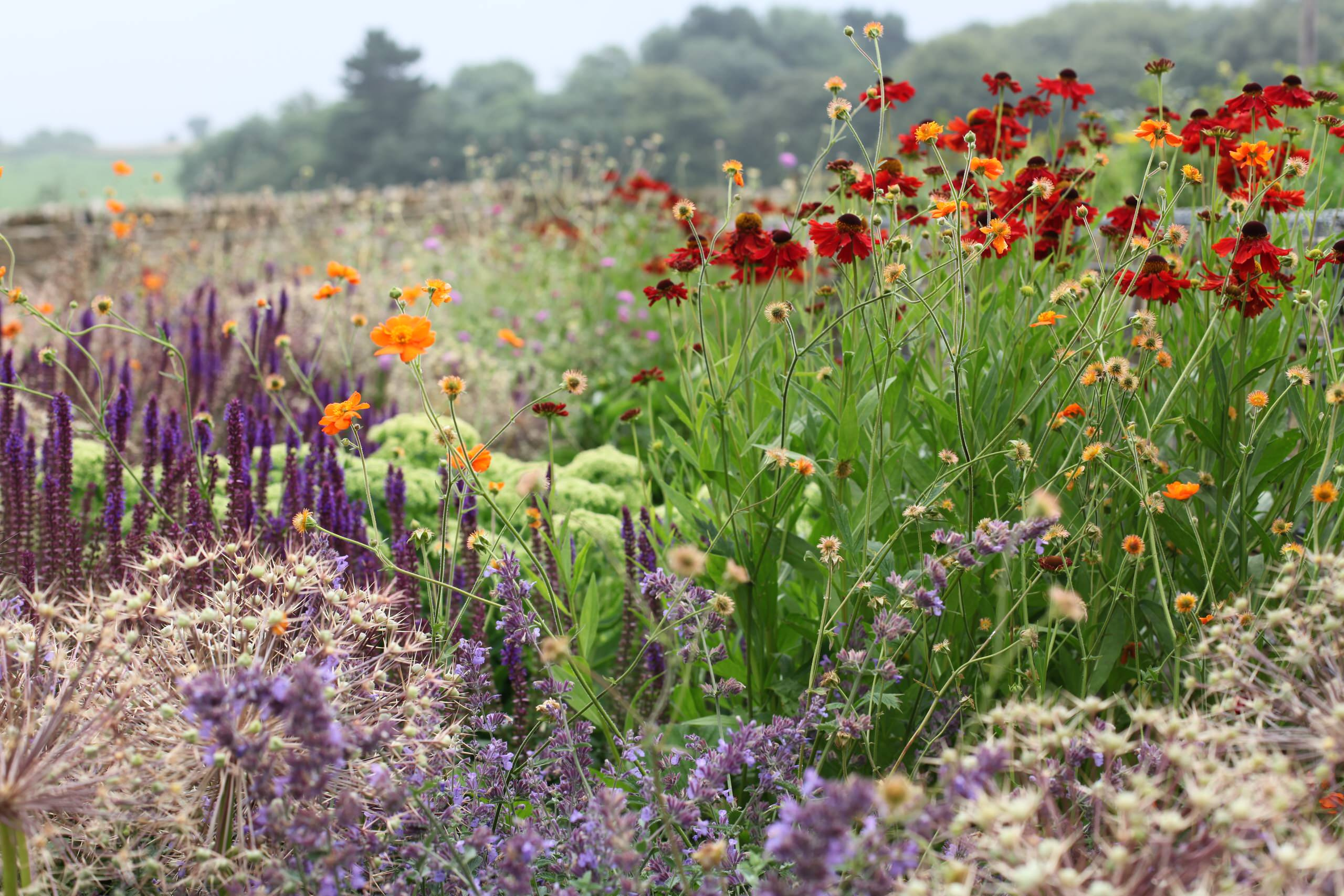 Как правильно: Посадочный материал для сада «новой волны»