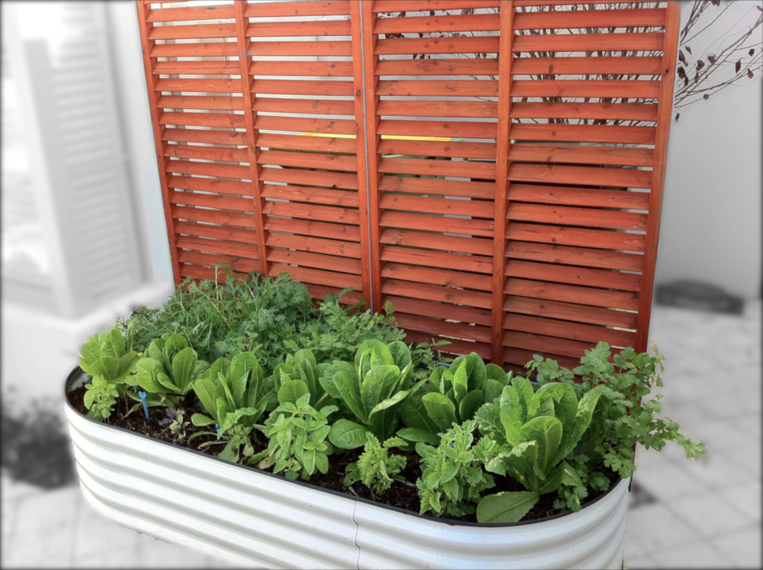 Хороший вопрос: Какую зелень можно вырастить на подоконнике зимой