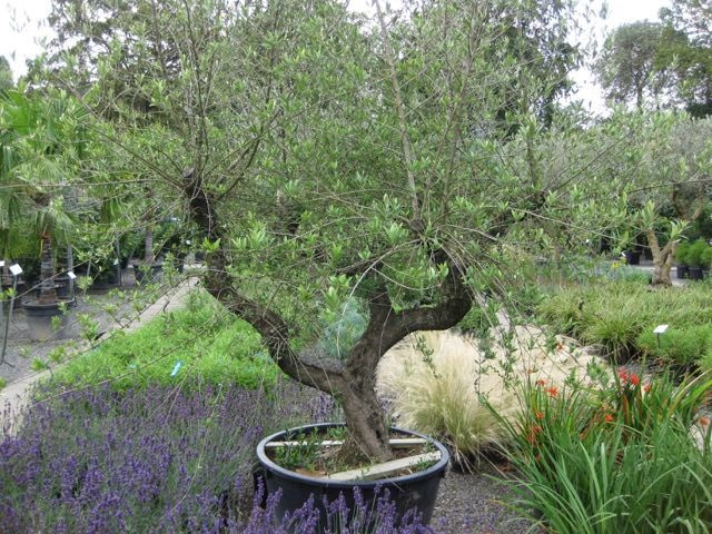 Как правильно: Посадить сад осенью