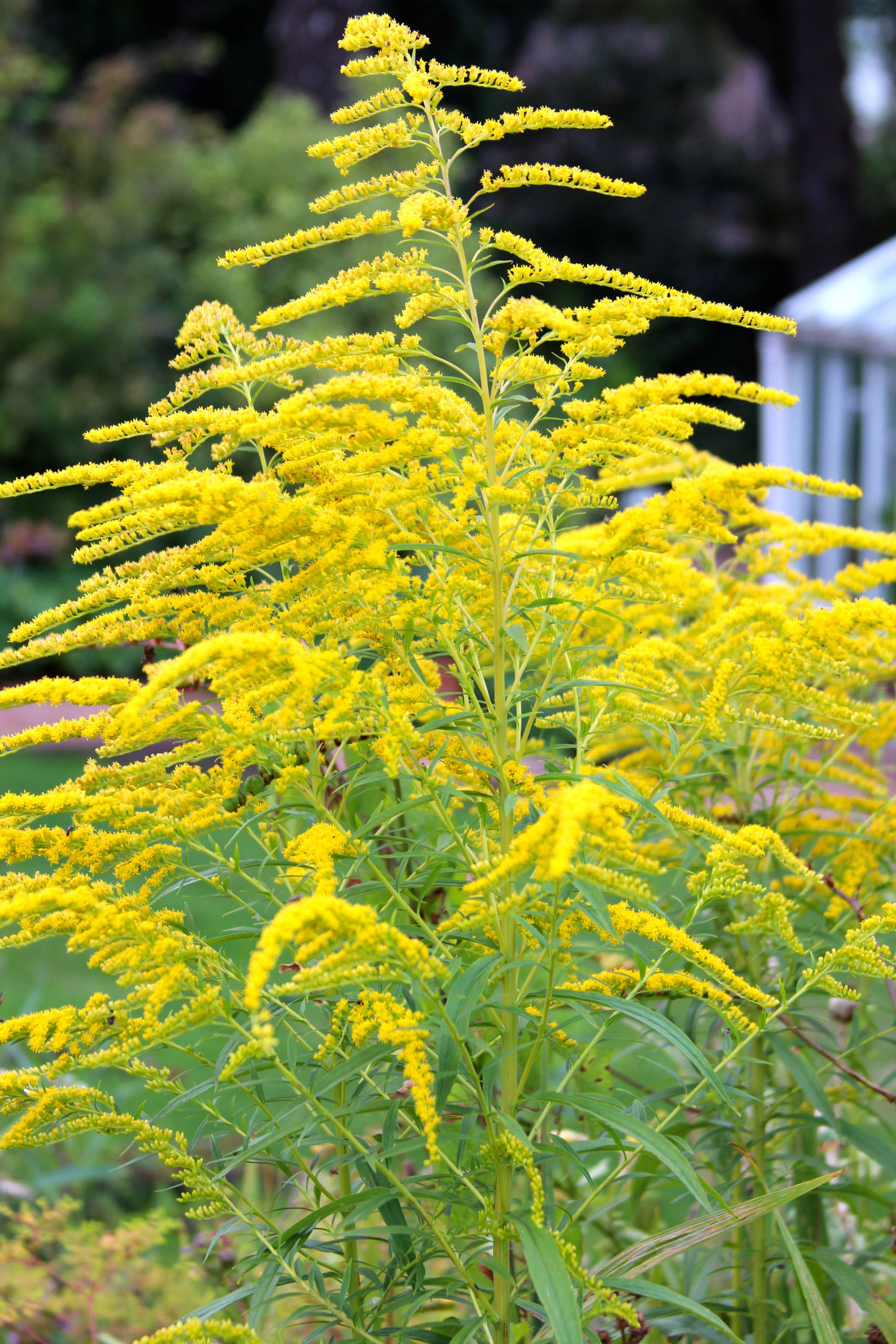 Зачем вам: Миксбордер с растениями в человеческий рост
