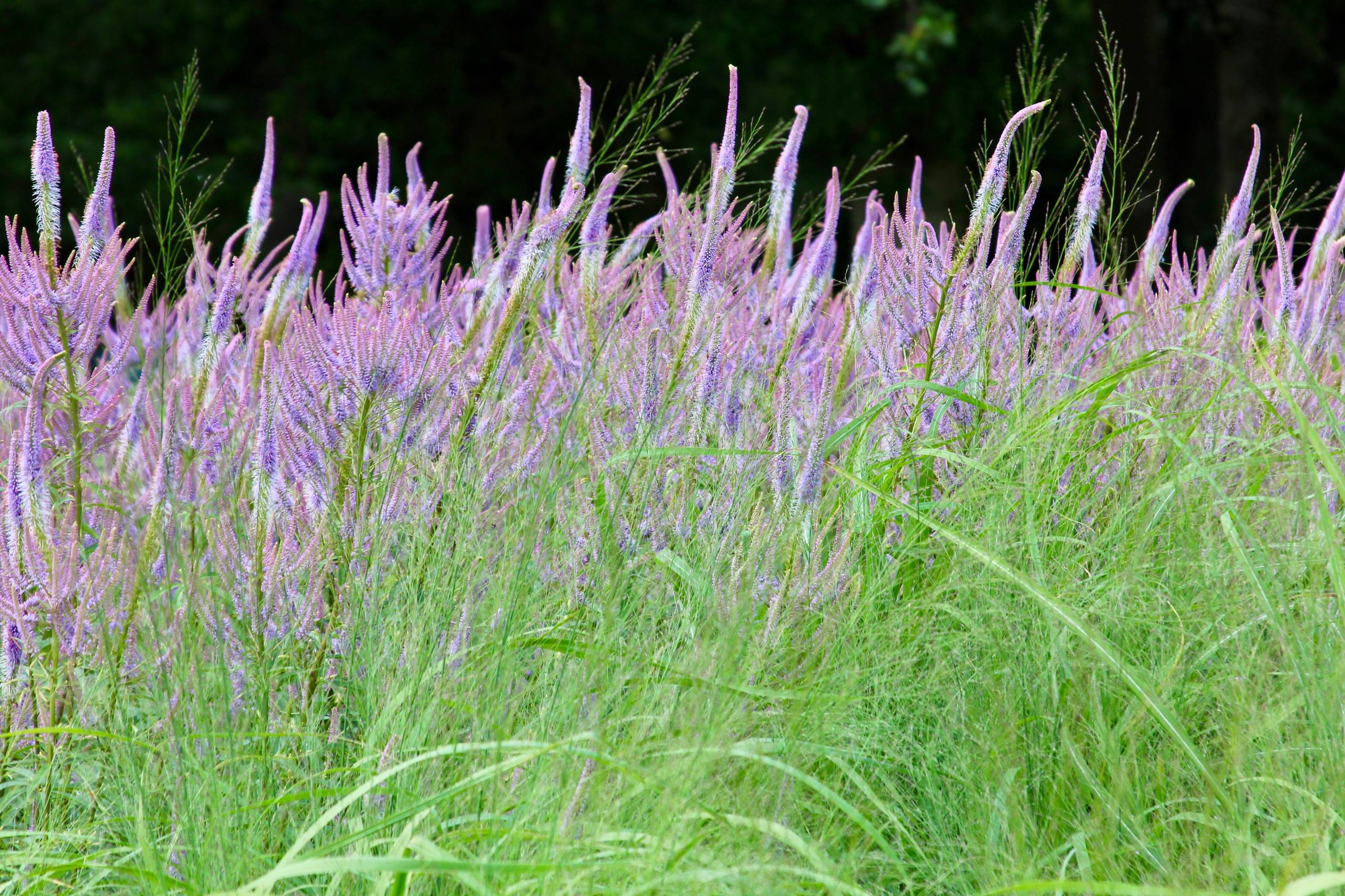 Как правильно: Посадочный материал для сада «новой волны»