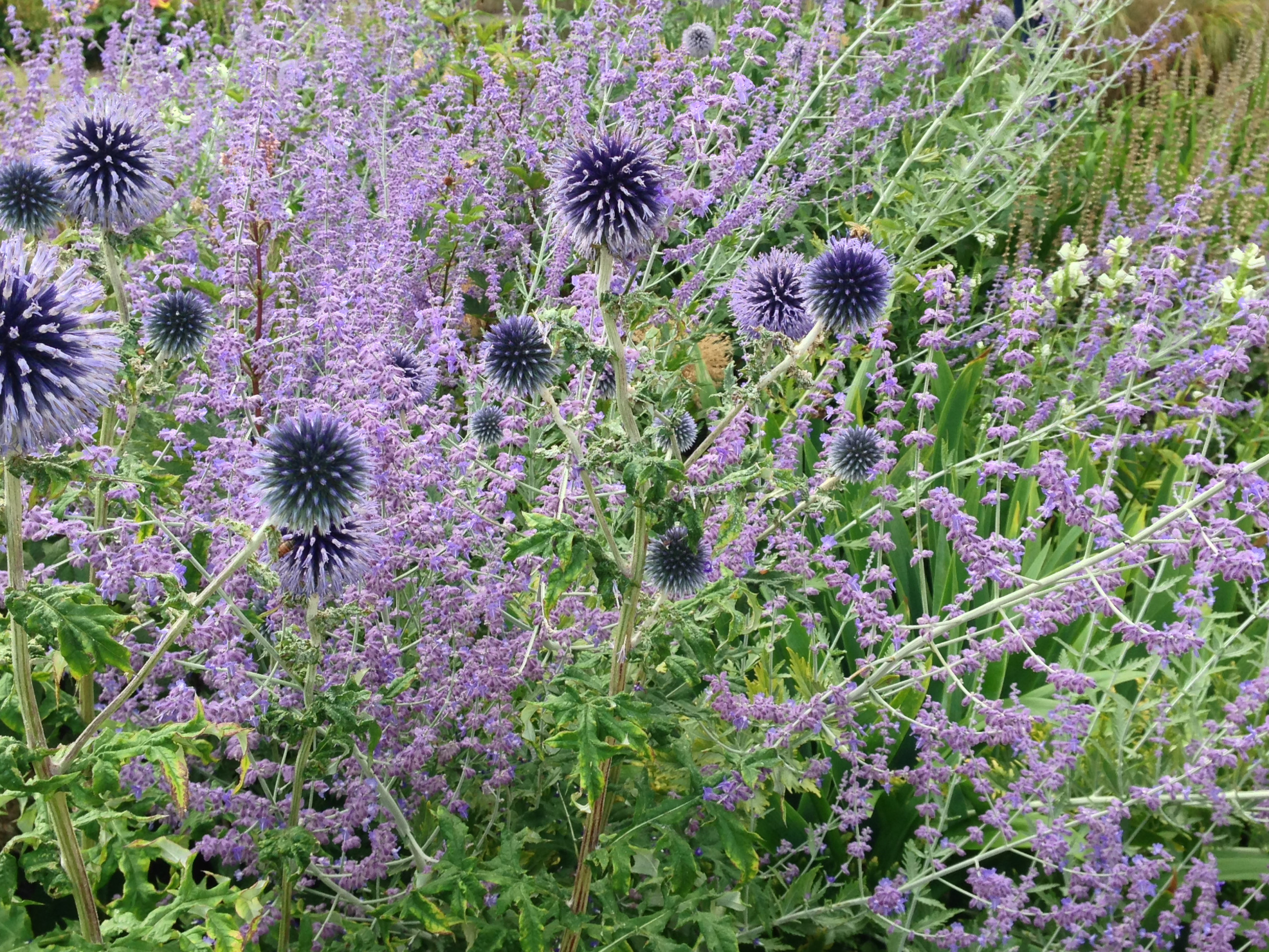 Как правильно: Посадочный материал для сада «новой волны»