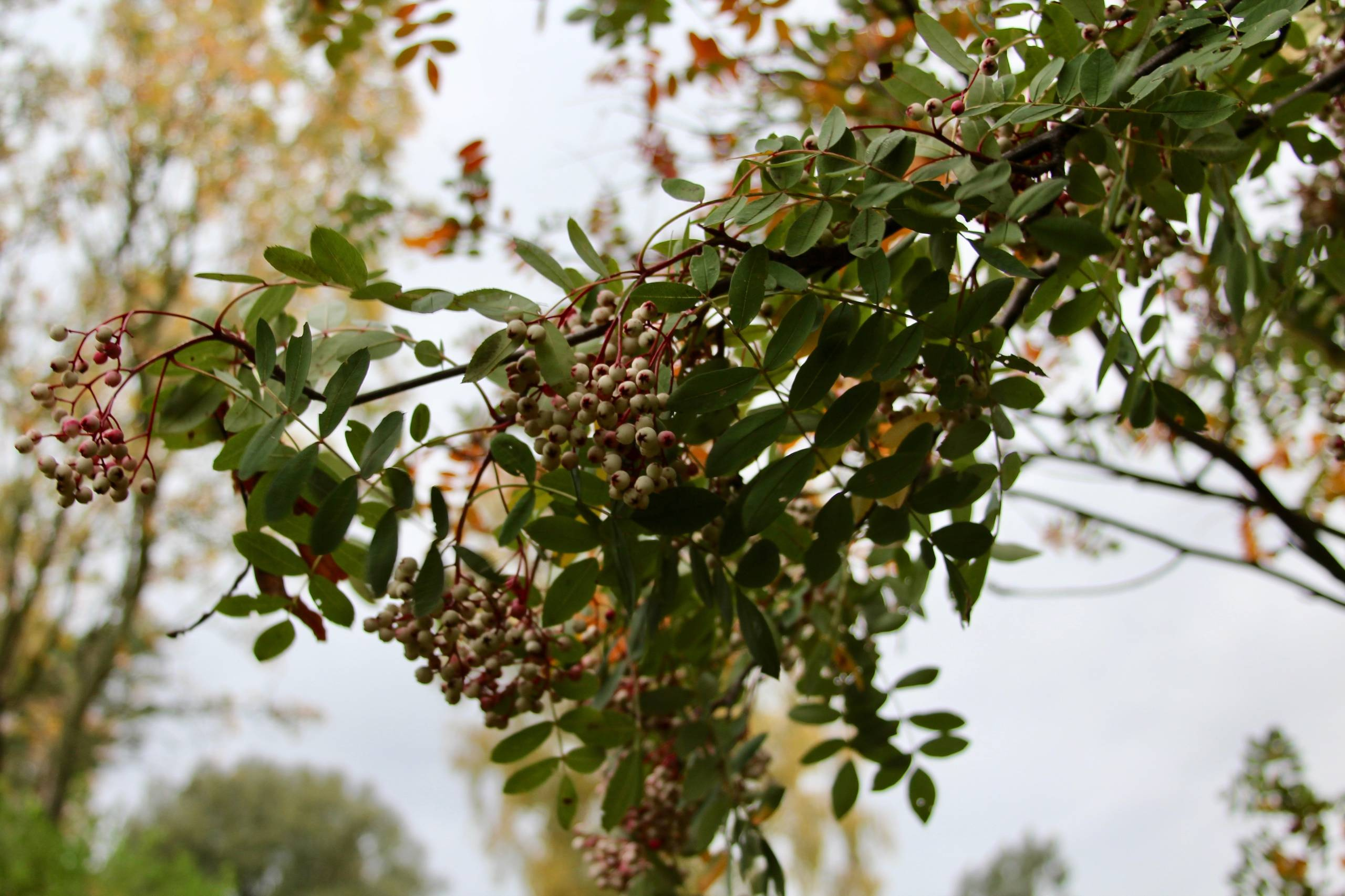 В закладки: Быстрорастущие деревья и кустарники