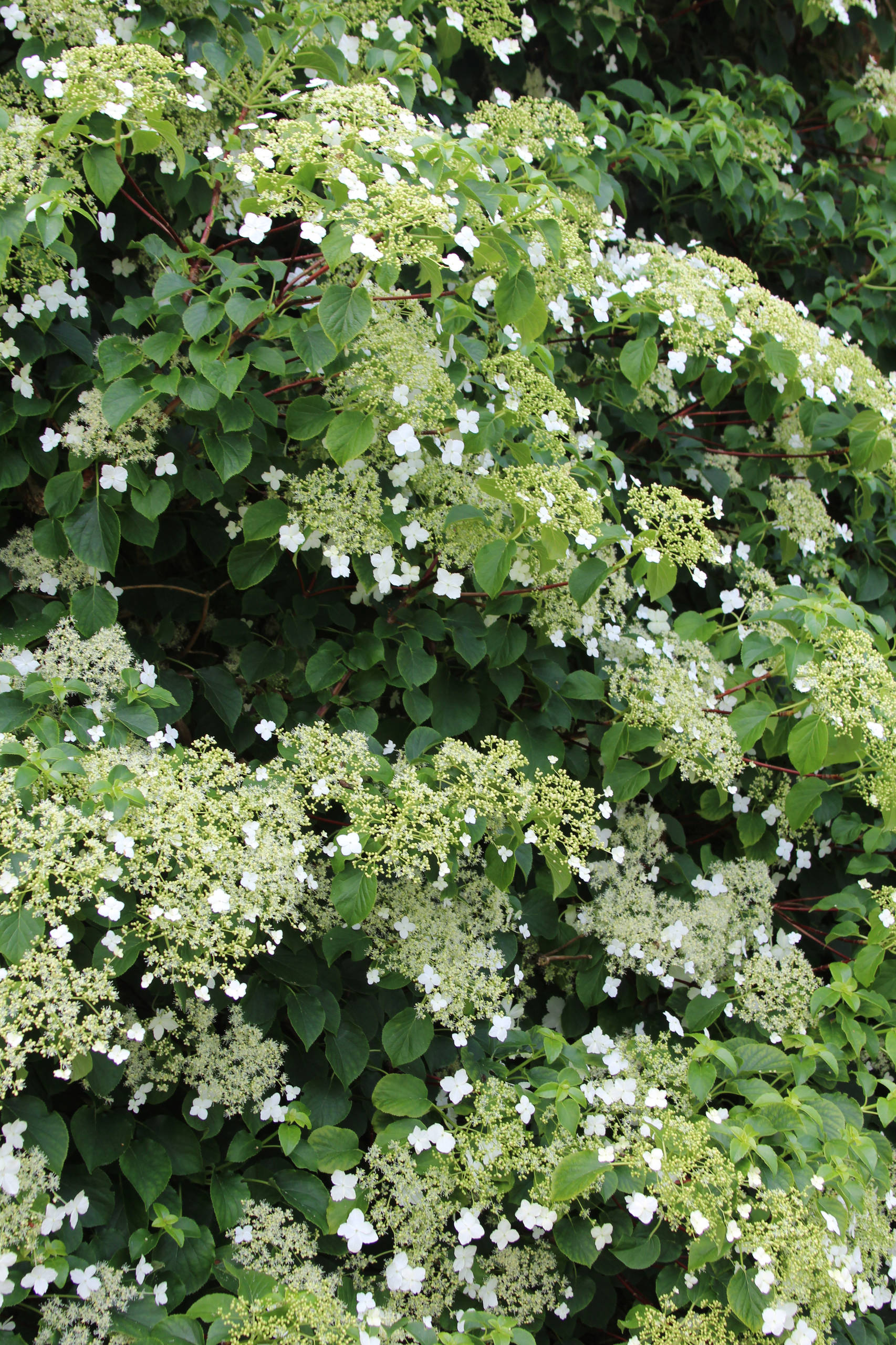 Вопрос: Есть ли альтернатива девичьему винограду на фасаде