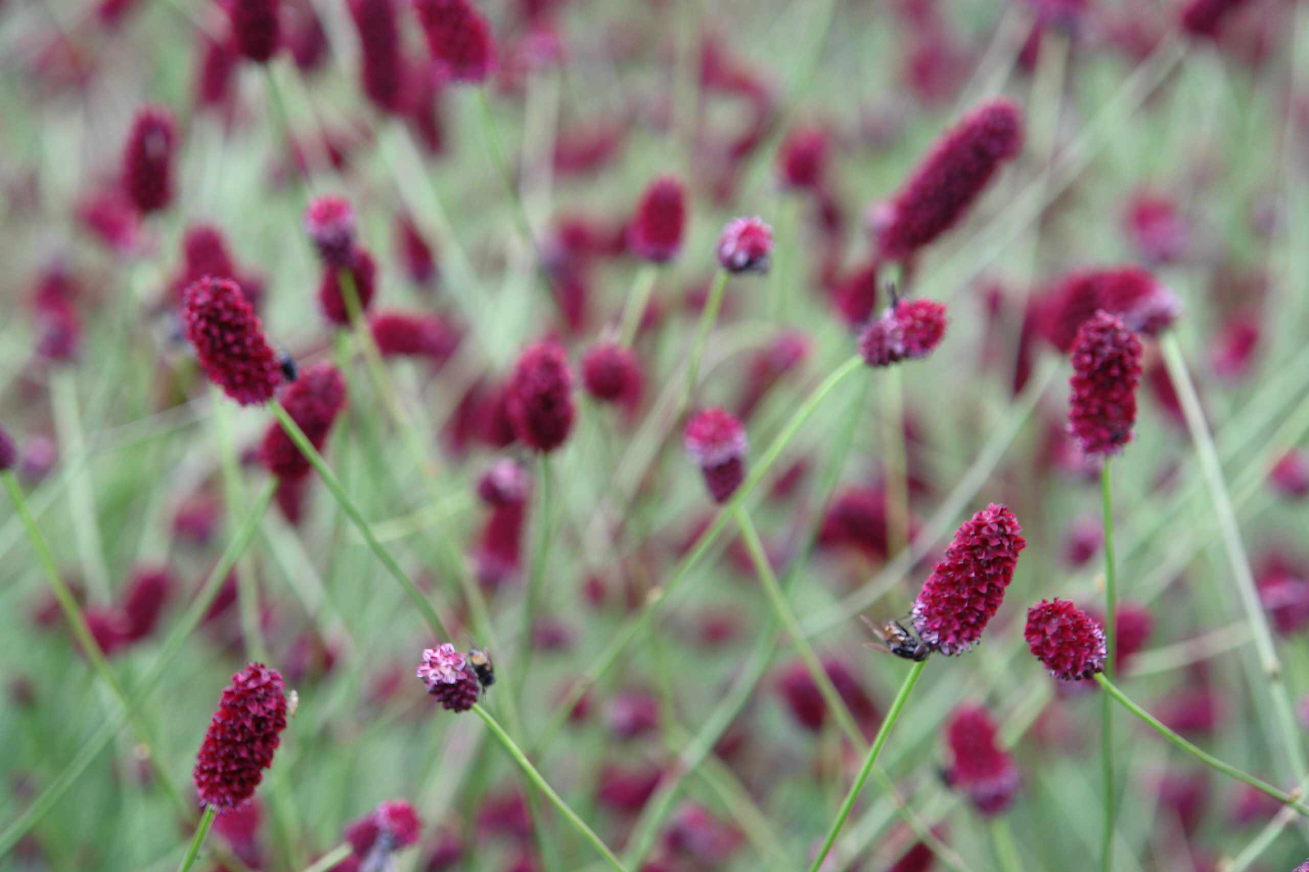 Ваш участок 10 соток? —Забудьте о саде «новой волны»