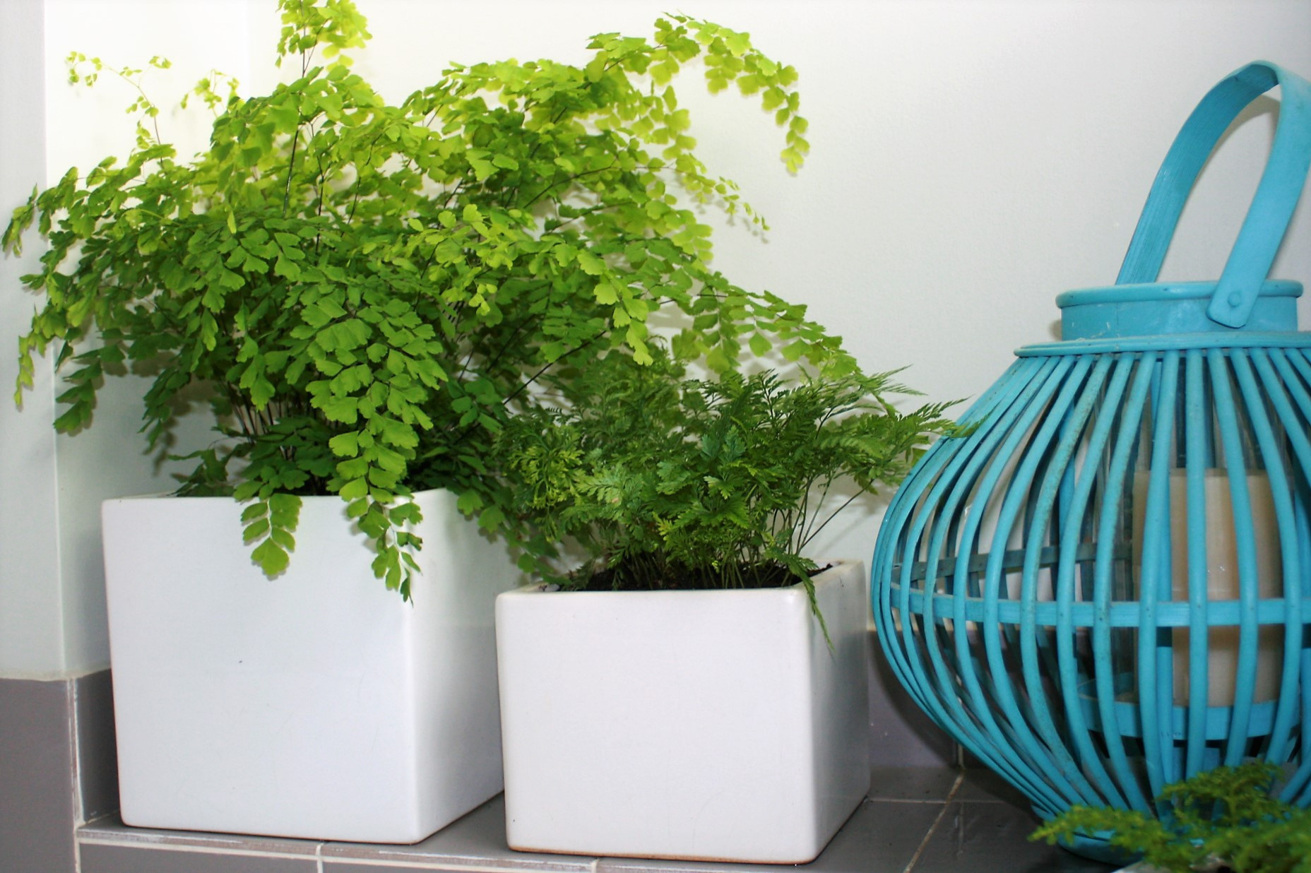 Зимний сад: Как понять, какой тип подходит именно вам