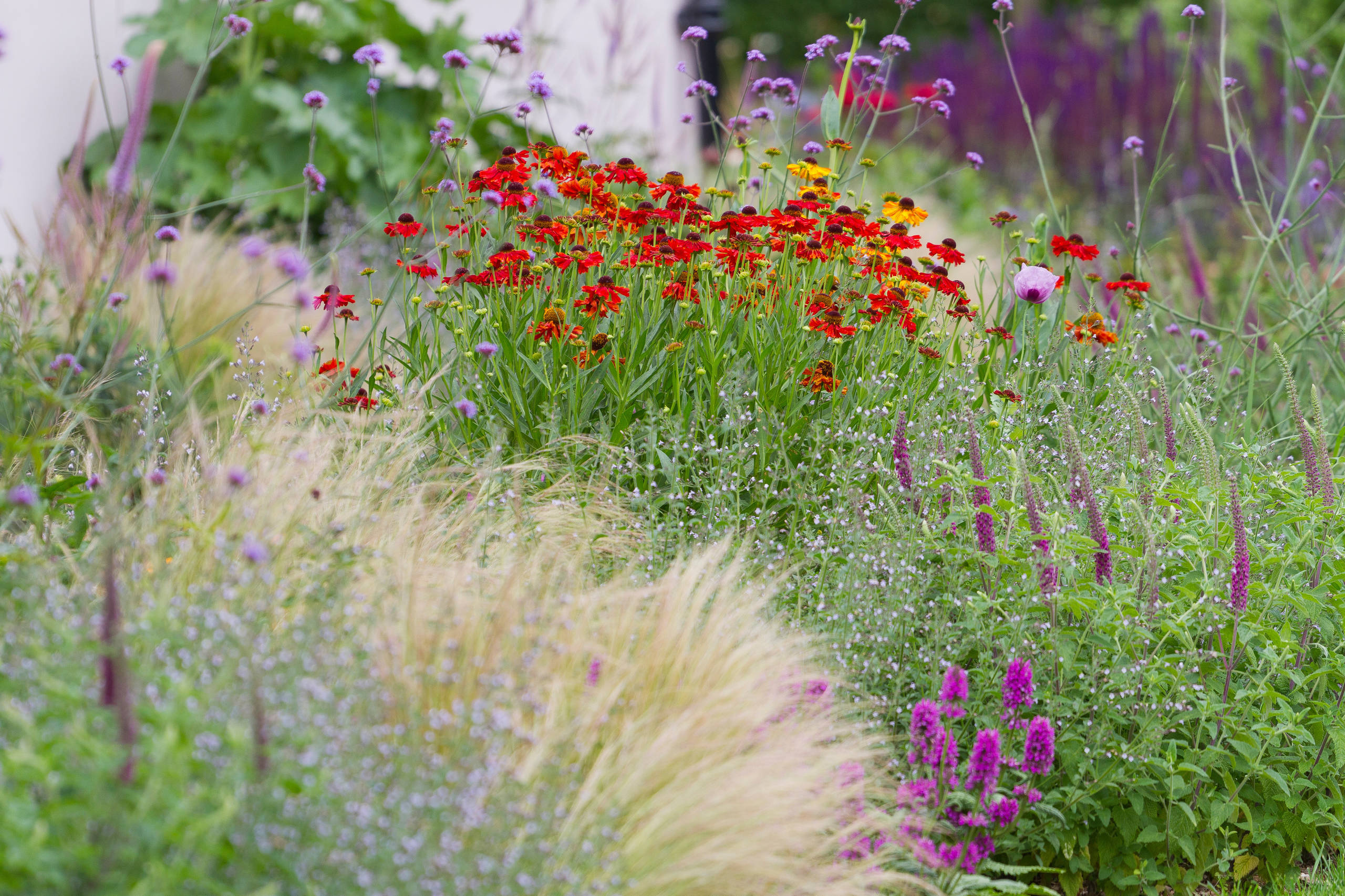 Как правильно: Посадочный материал для сада «новой волны»