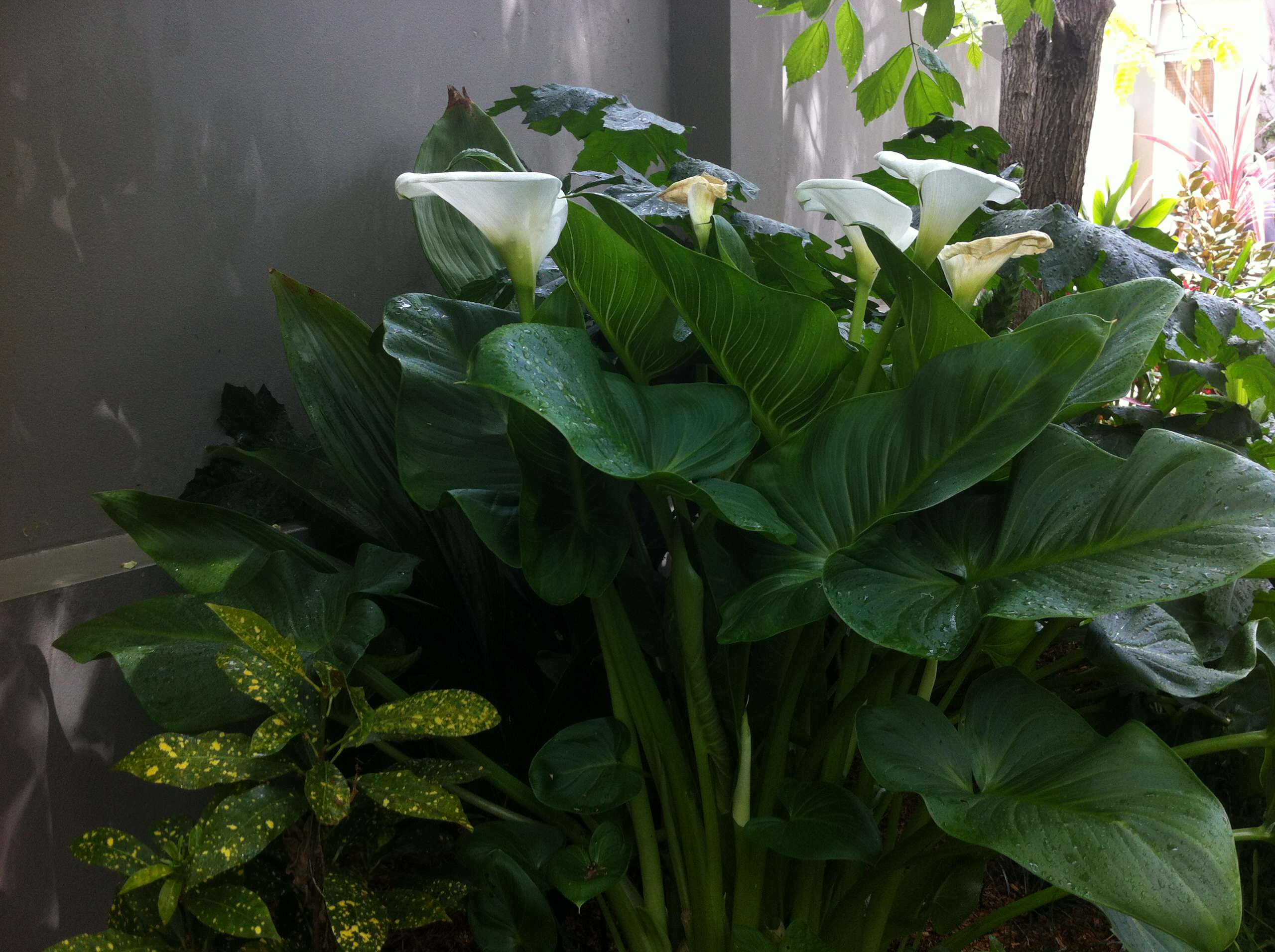 Зимний сад: Как понять, какой тип подходит именно вам