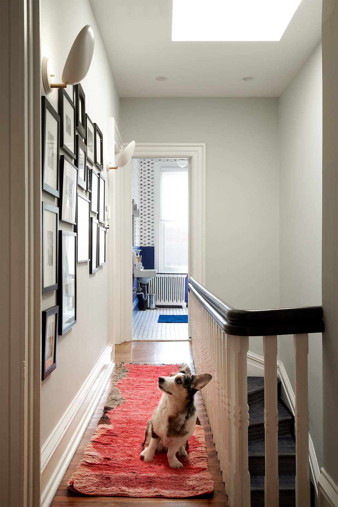 Houzz call: Покажите нам ваших животных в самоизоляции