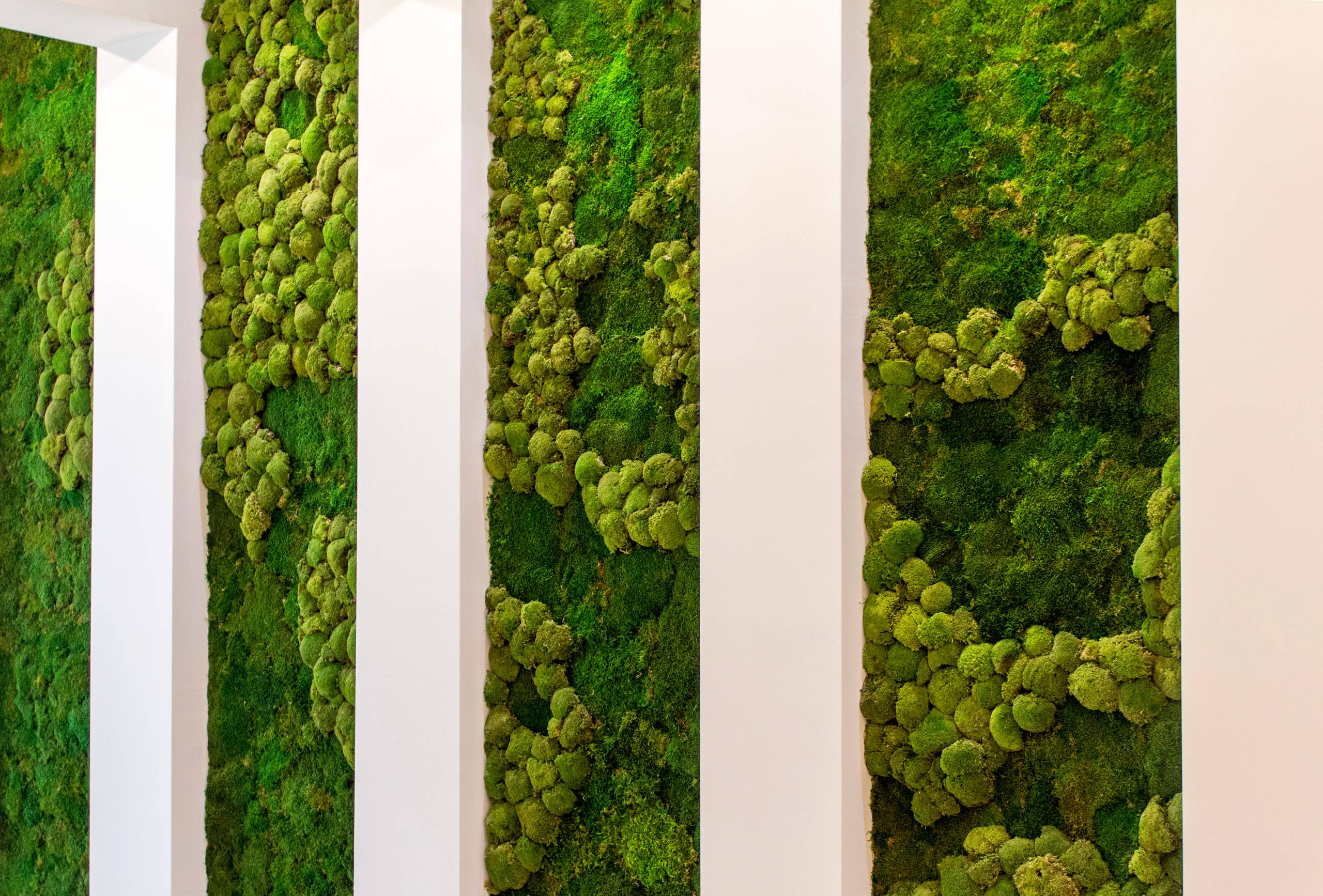 Вопрос: Есть ли альтернатива девичьему винограду на фасаде