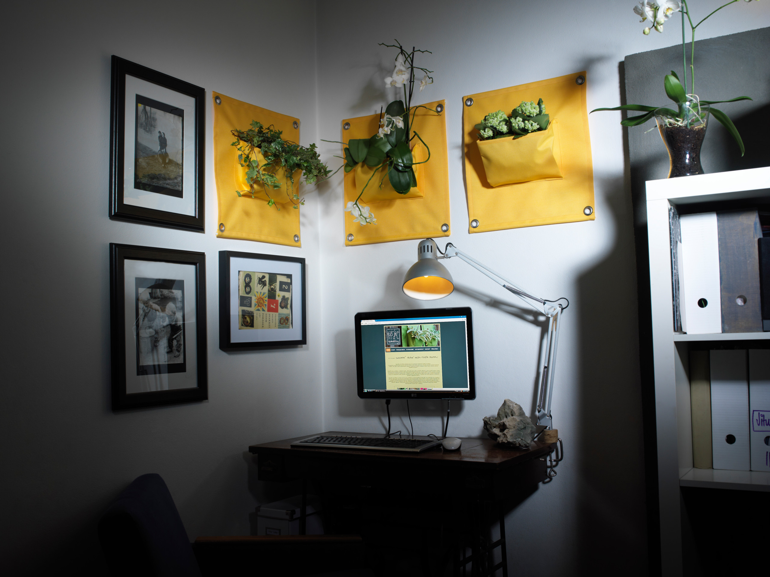 Зона роста: Полезные и потенциально-опасные комнатные растения