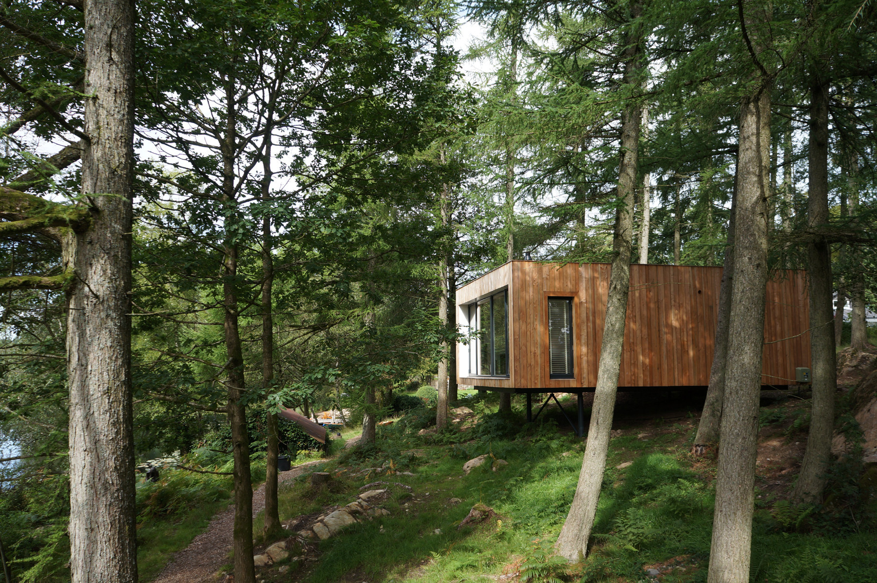 Личный опыт: Как я рубил гигантское дерево на участке