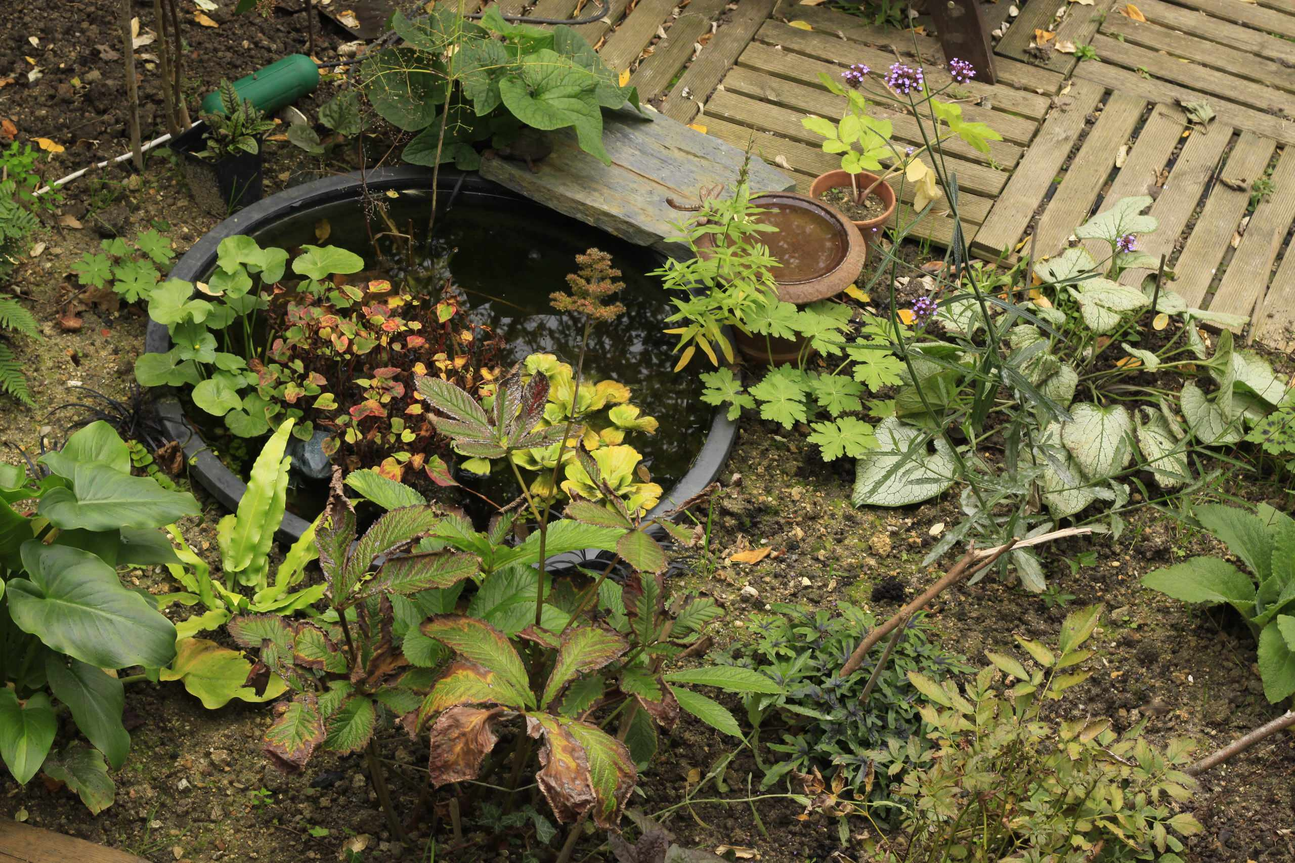 Фотоохота: 69 идей, как оформить пруд на даче