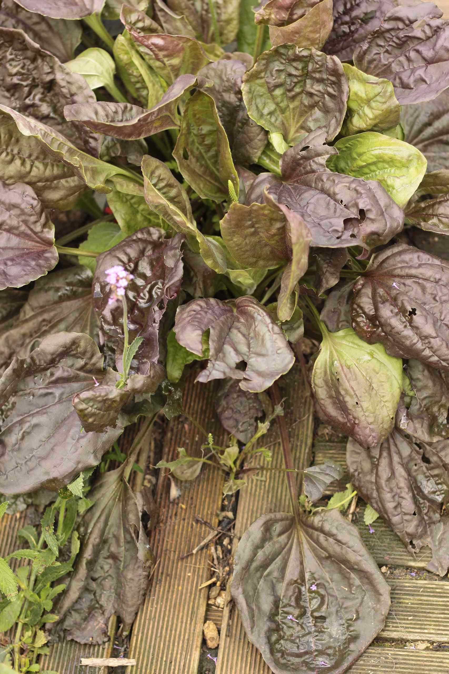 Как правильно: Делать зеленые смузи