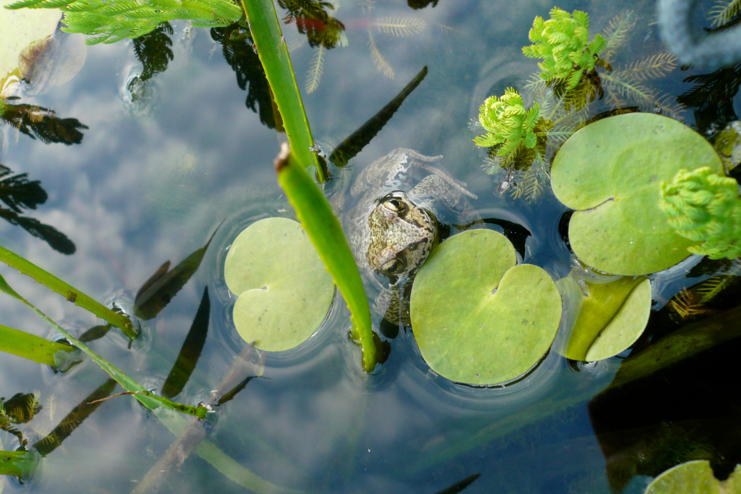 Ландшафт: Изъяны участка, которые сложно исправить