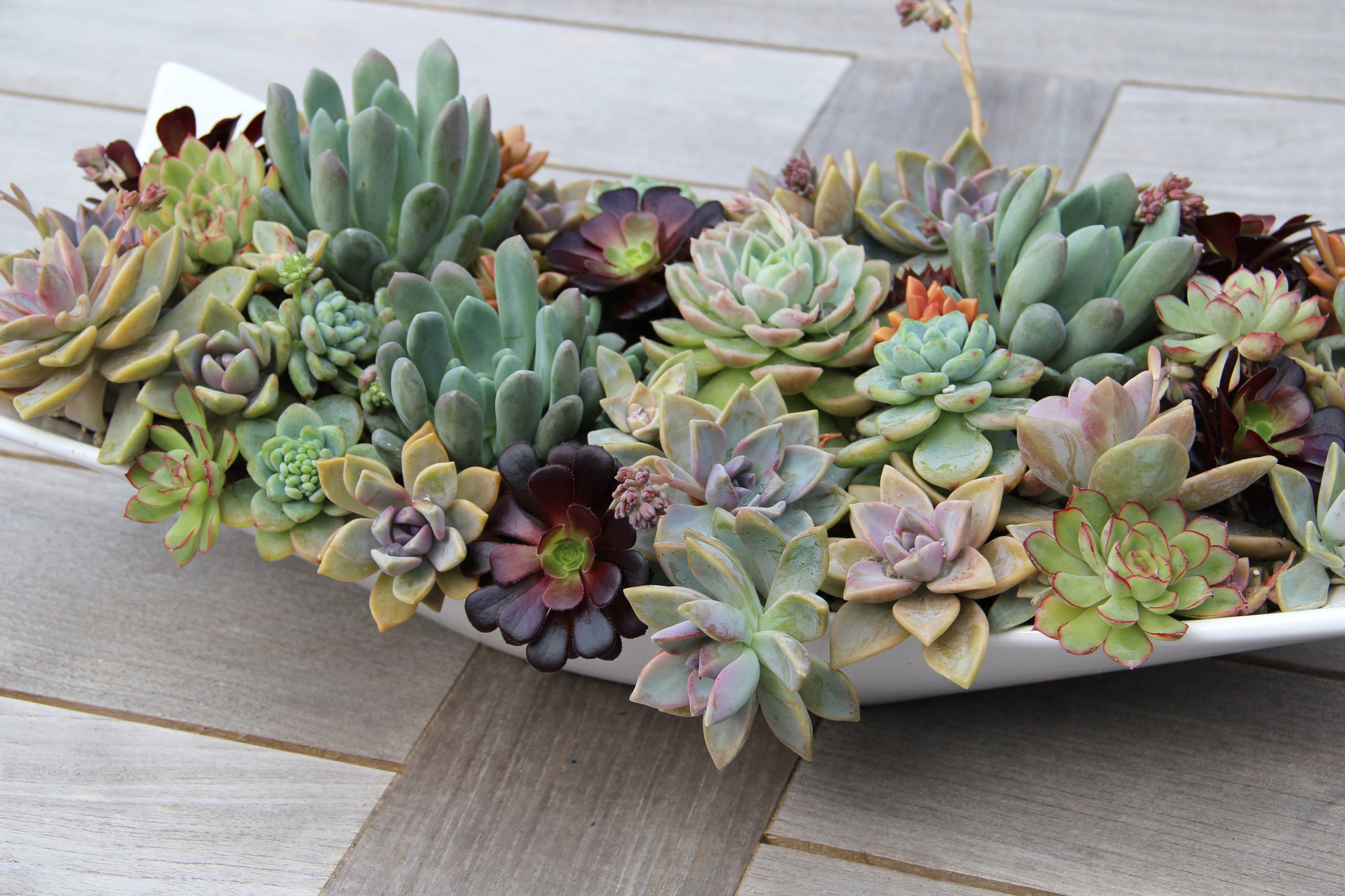 Как ухаживать за суккулентами в домашних условиях