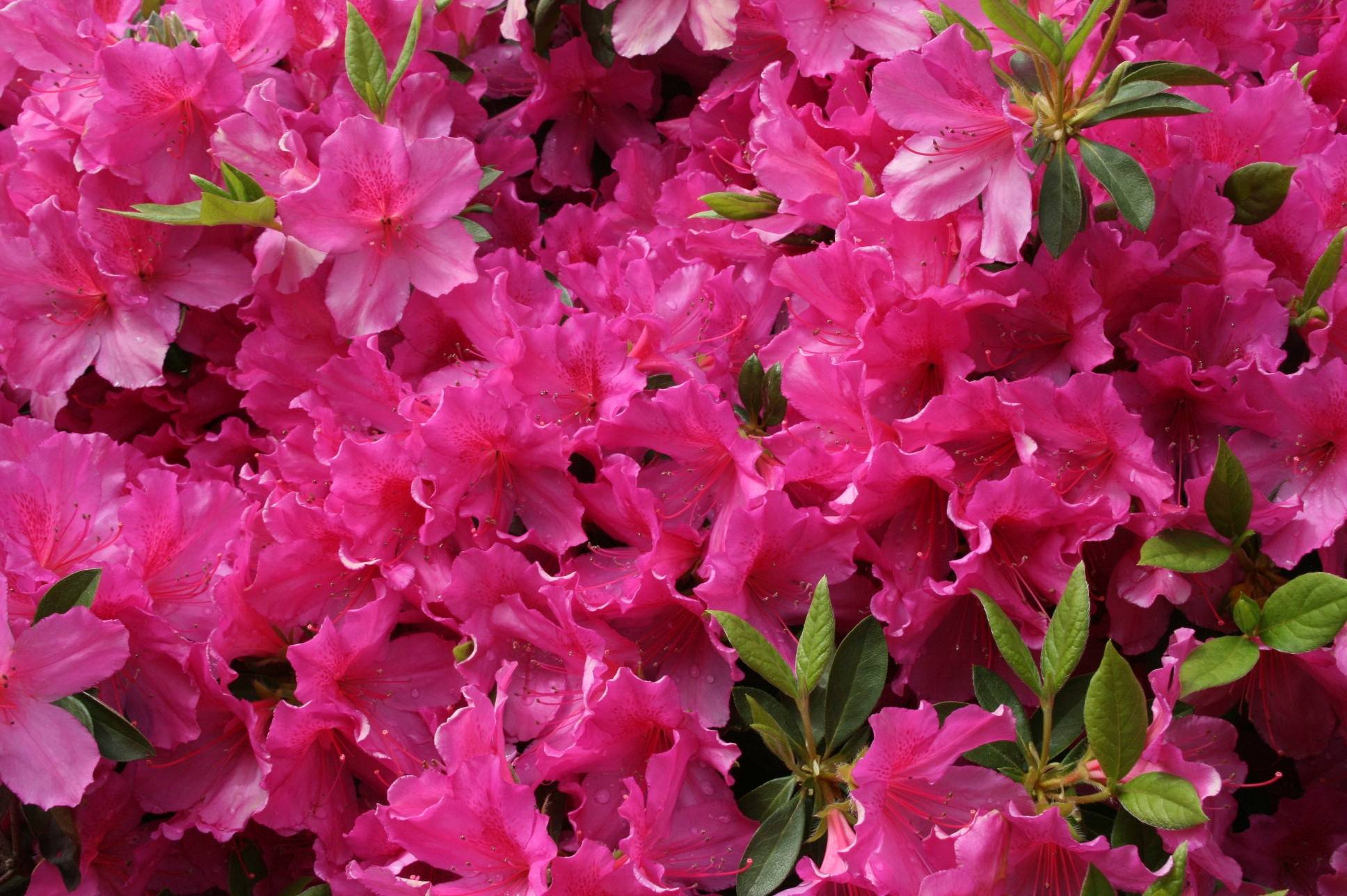 Азбука растениевода: Капризные цветы и условия их содержания