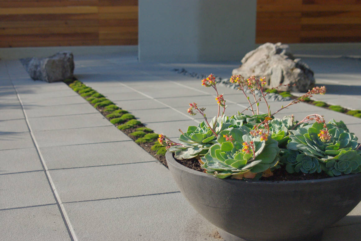 Как ухаживать за суккулентами в домашних условиях