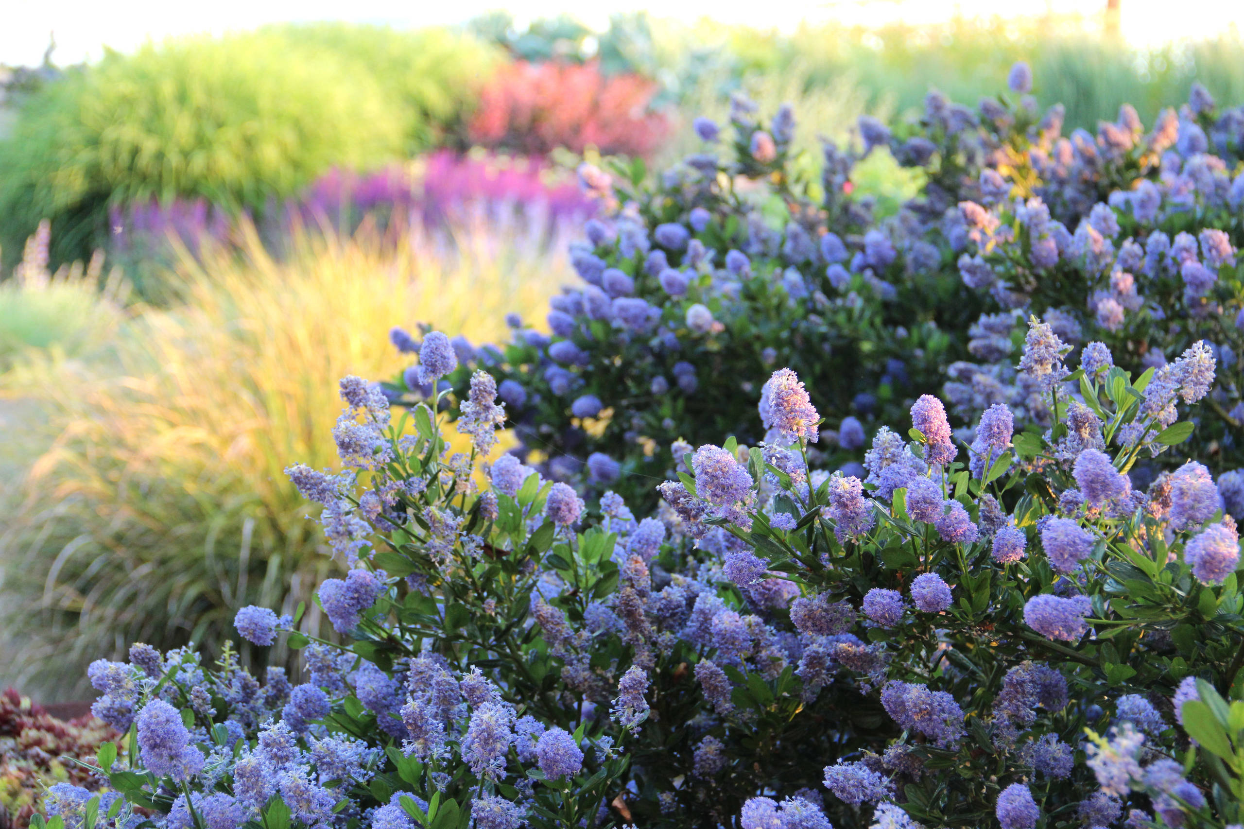 Как правильно: Выбрать и посадить сирень в своем саду