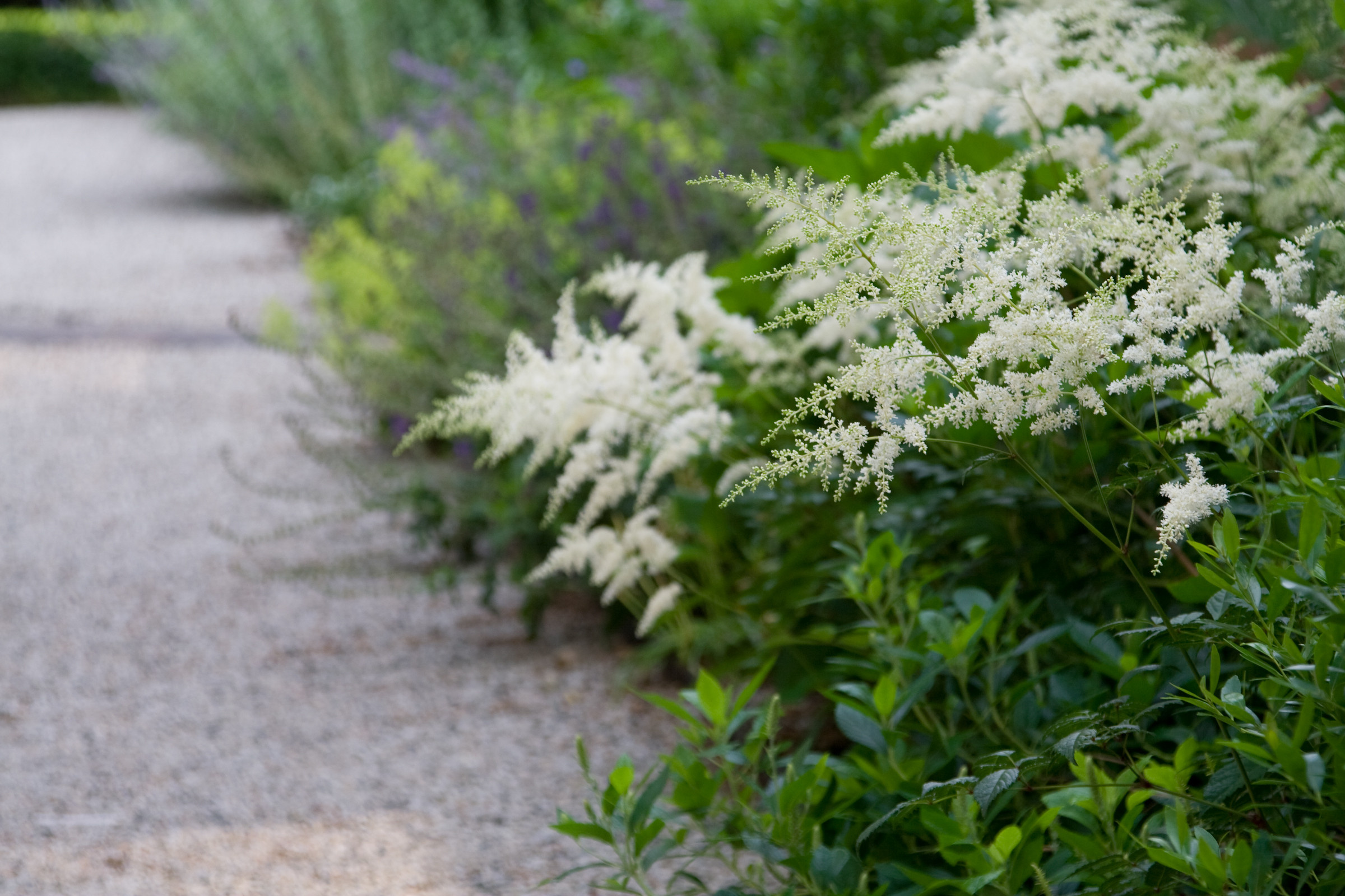 В закладки: Топ-10 цветущих растений для сада в тени
