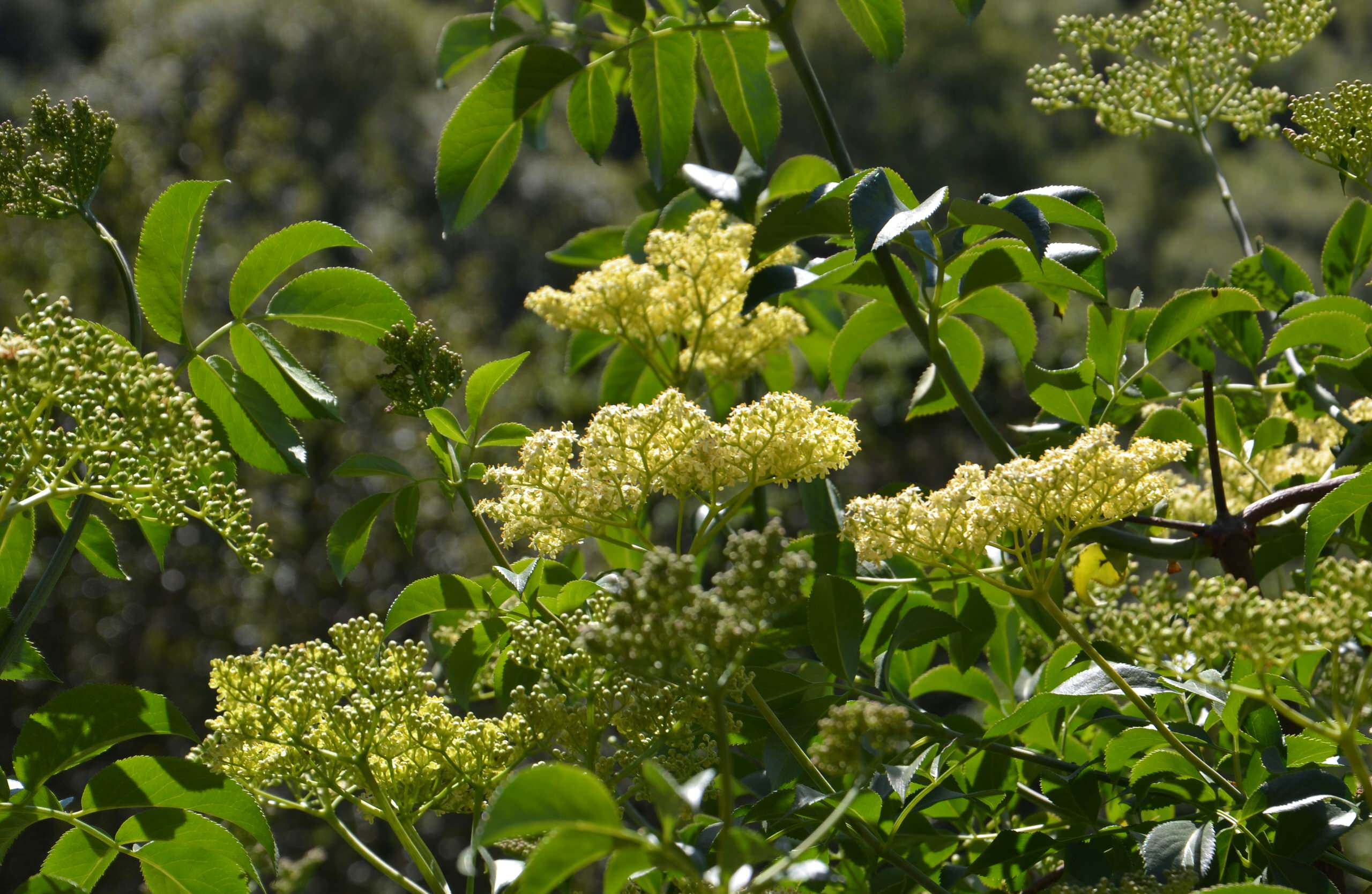 В закладки: Быстрорастущие деревья и кустарники