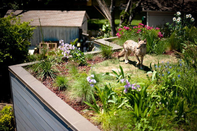 Сад на крыше: Как правильно выбрать растения