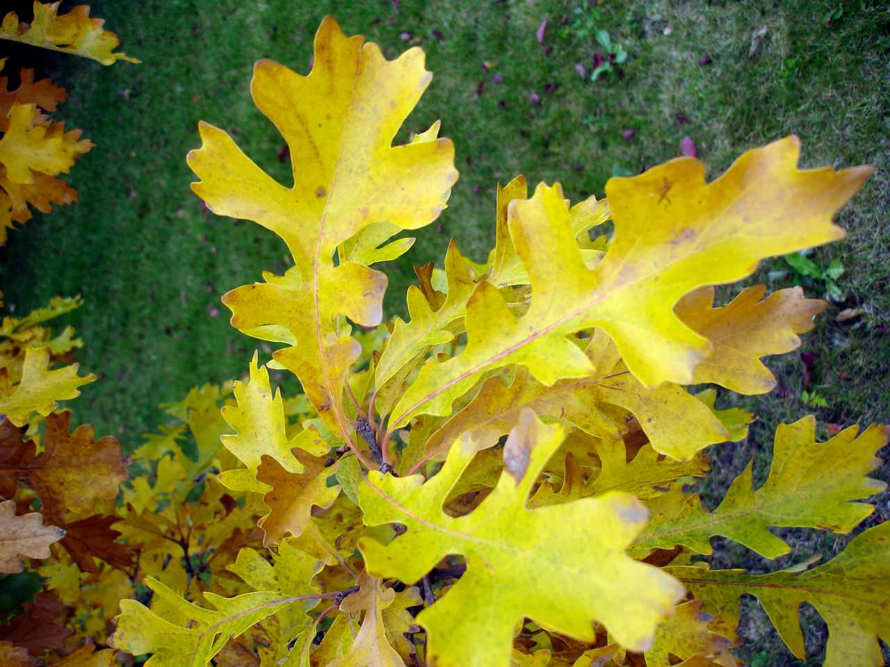 Родовое дерево: Как вырастить дуб из желудя, а сосну из семечка