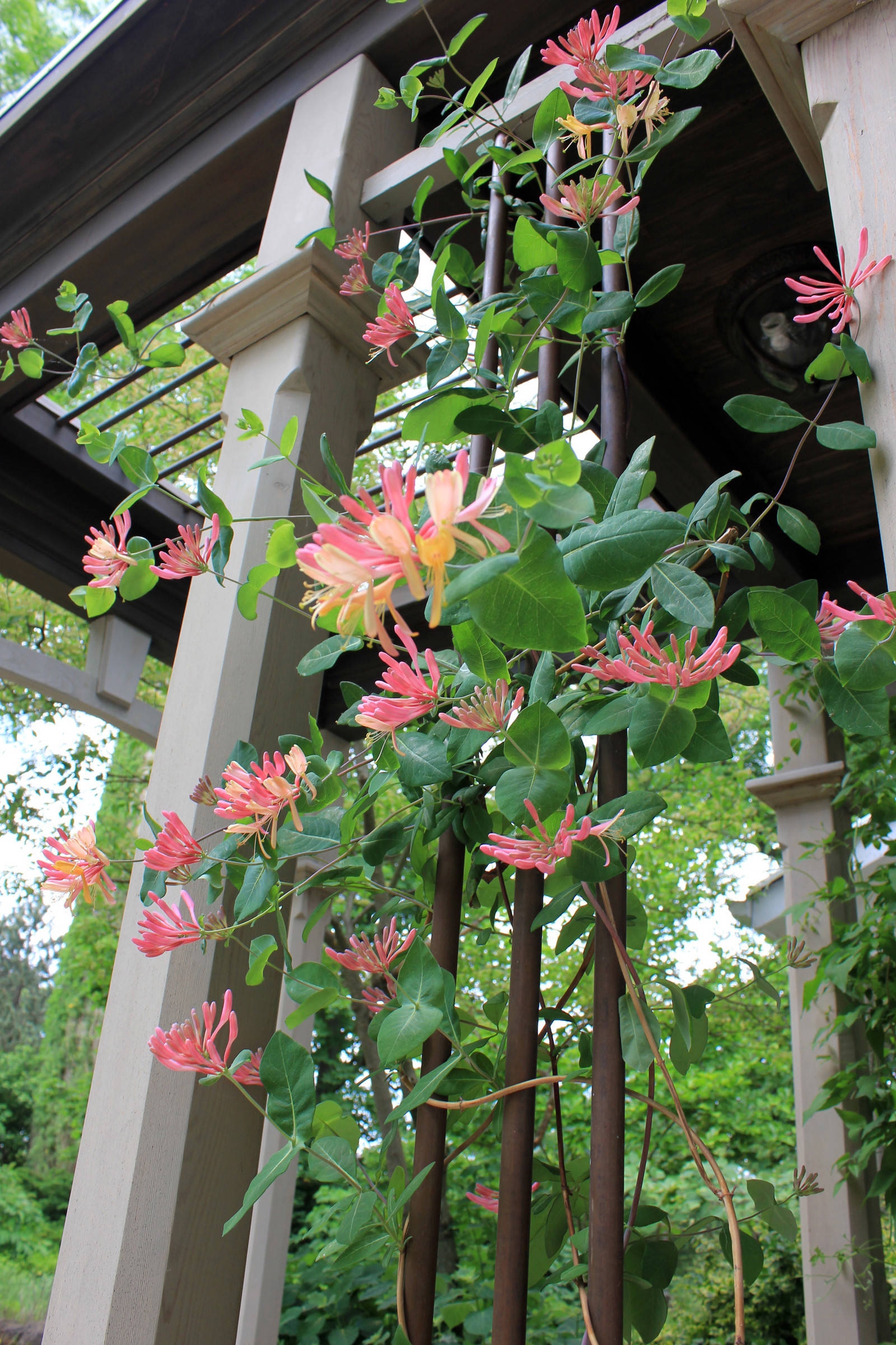 Увей меня нежно: Сажаем вьющиеся растения у забора, беседки и перголы