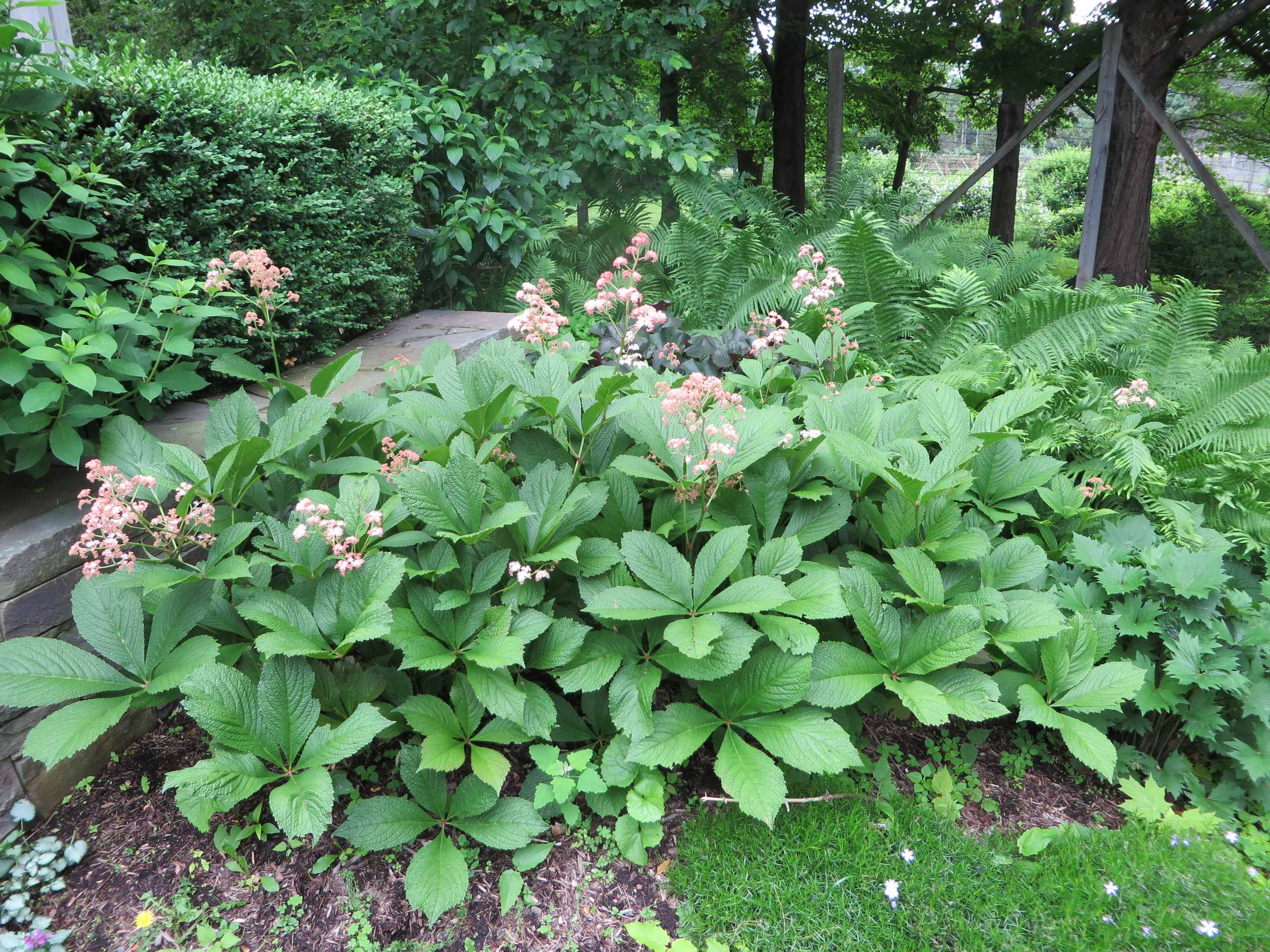 Зачем вам: Миксбордер с растениями в человеческий рост
