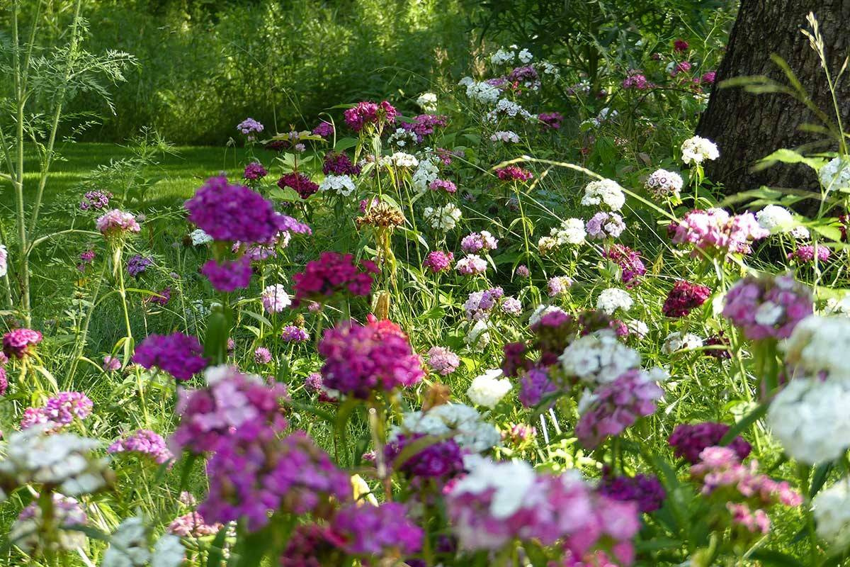 10 садовых цветов, за которыми можно почти не ухаживать