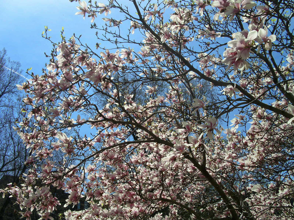 Сами не местные: 10 кустарников в зоне риска в Подмосковье