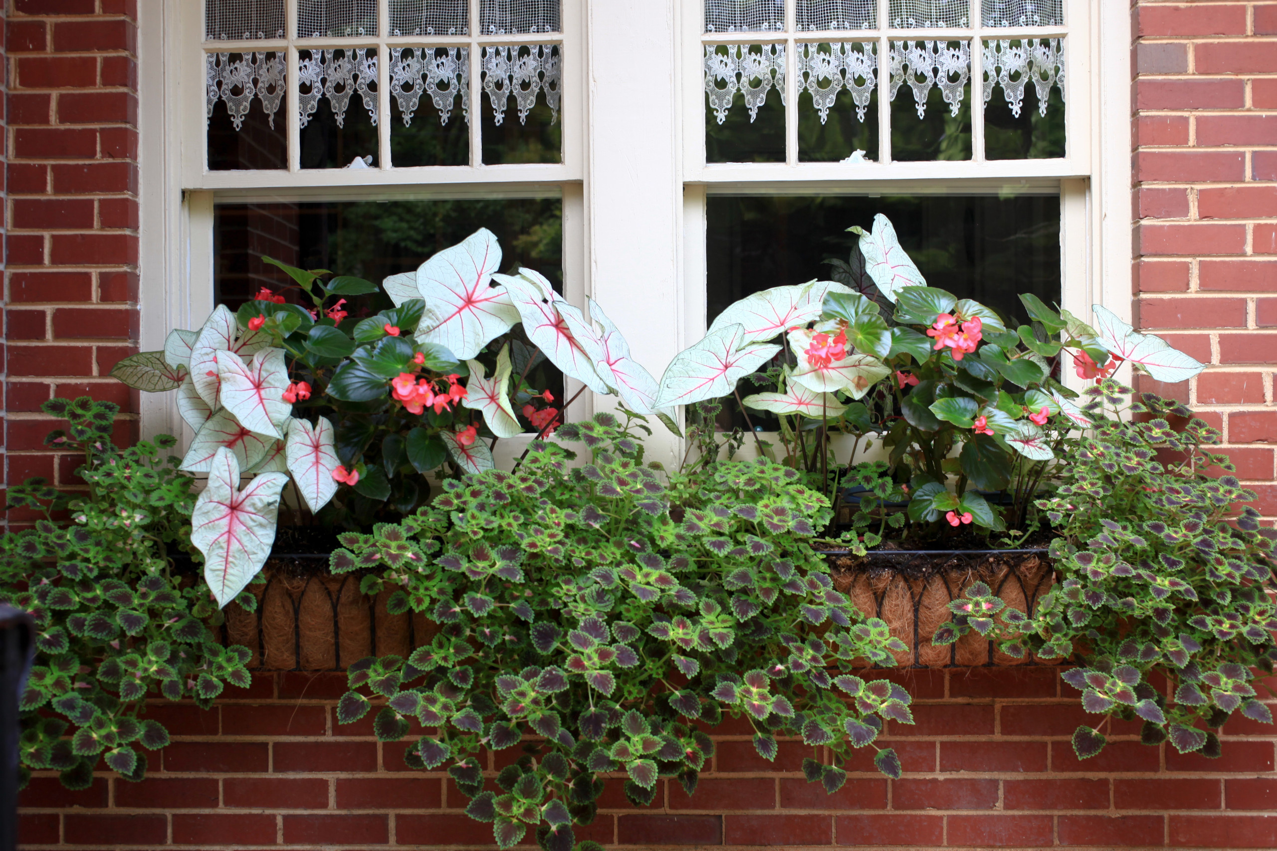 Фотоохота: 50 схем для высадки в летние кашпо