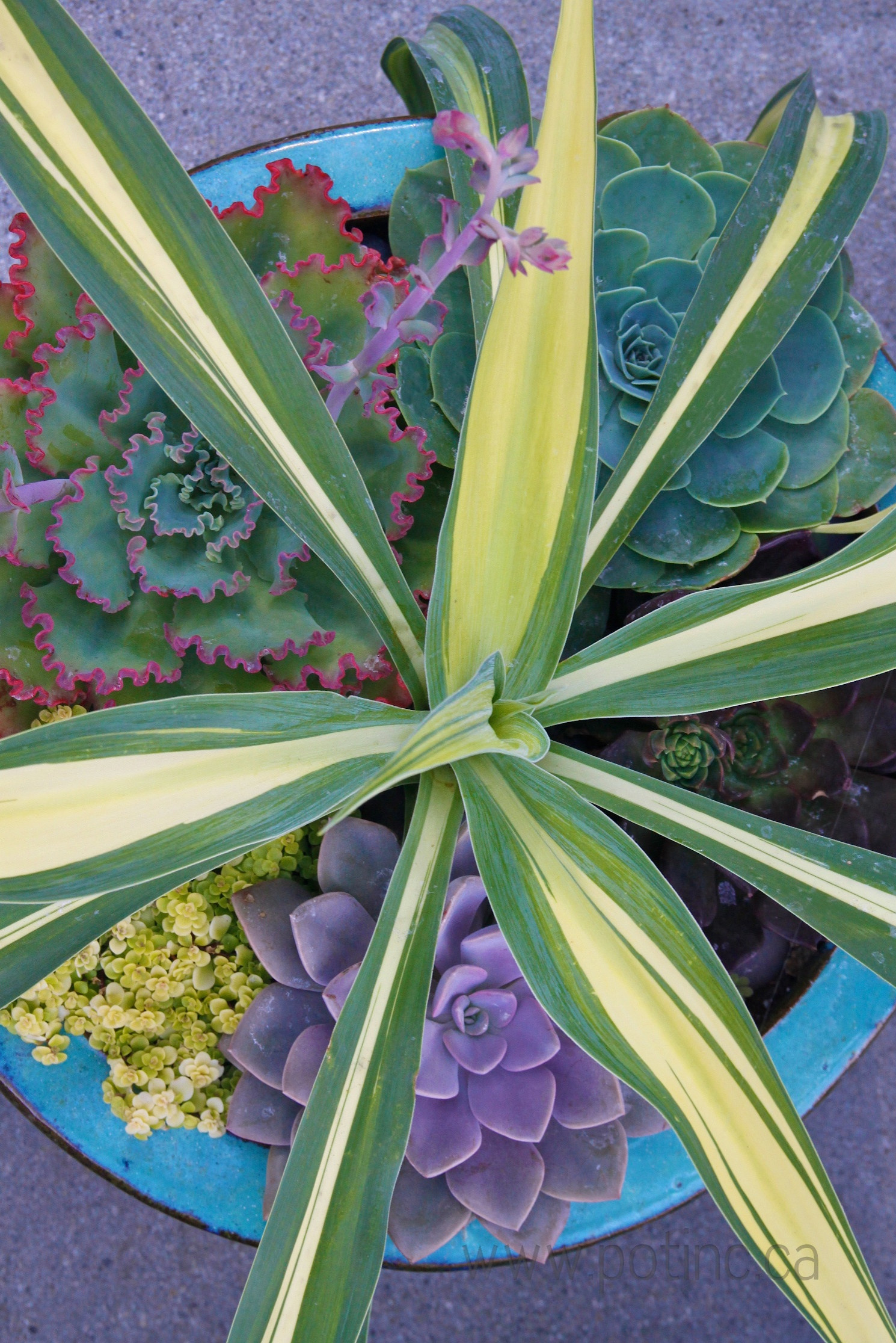 Вопрос: Сад, интерьер и зимний сад — как их связать воедино