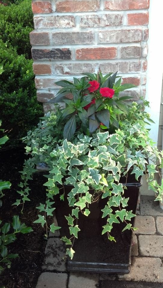 Фотоохота: 50 схем для высадки в летние кашпо